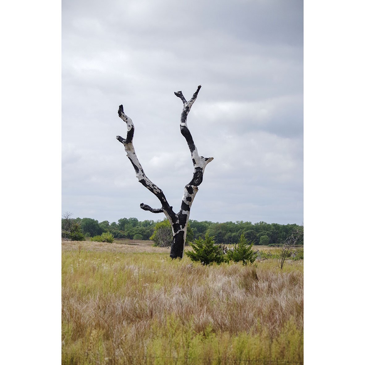 cowtree_web.jpg