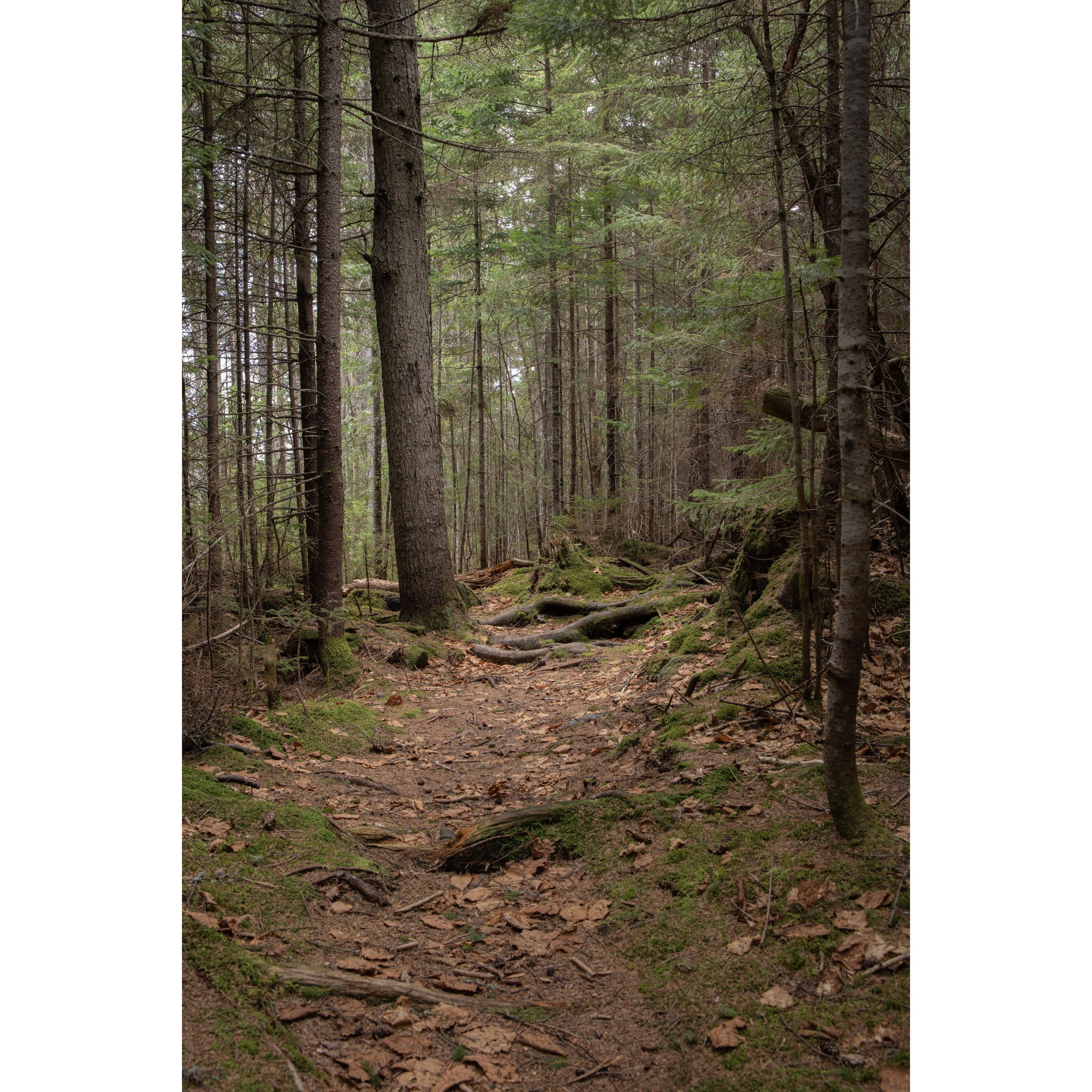 Forest Path-sp_web page.jpg