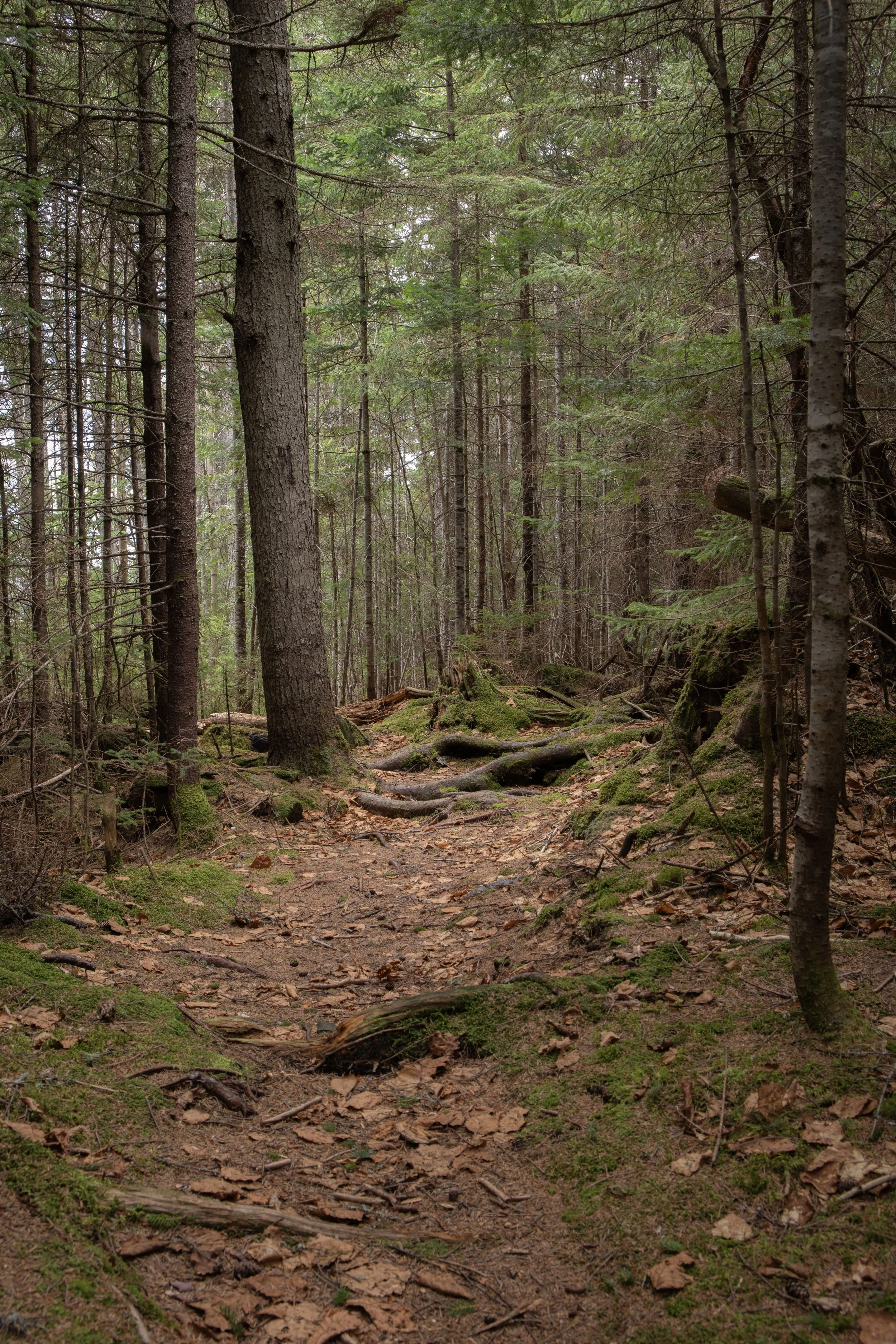 "Forest Path" Photographic Print, J. S. Clawson