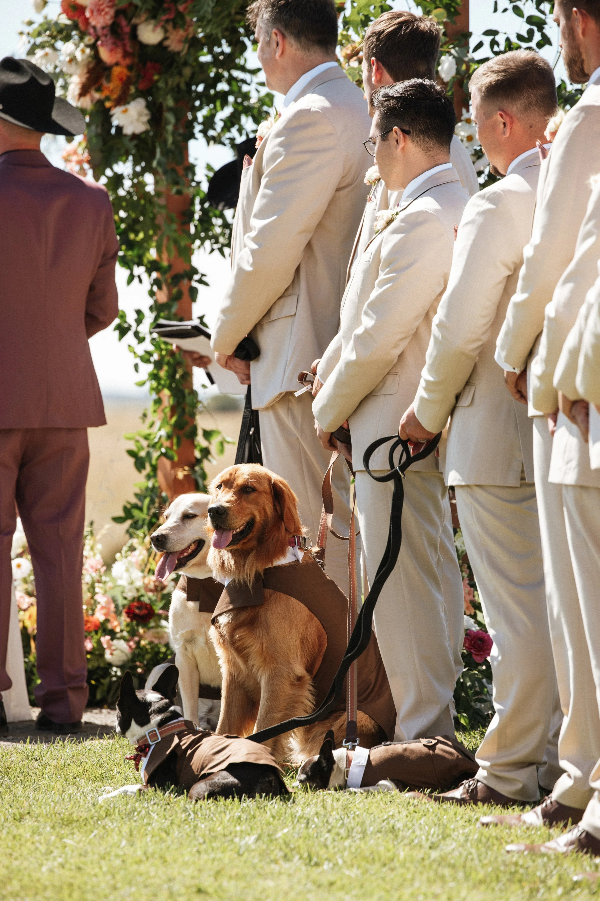 Dogs in wedding ceremony outdoor summer sun wedding