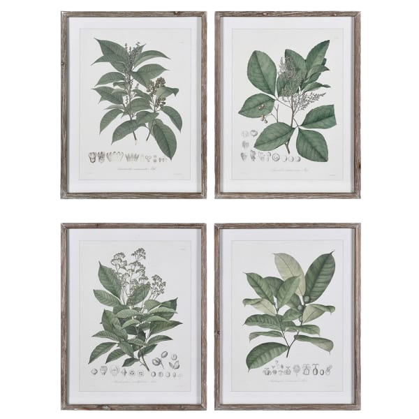 Perennial Herb Framed Prints from £