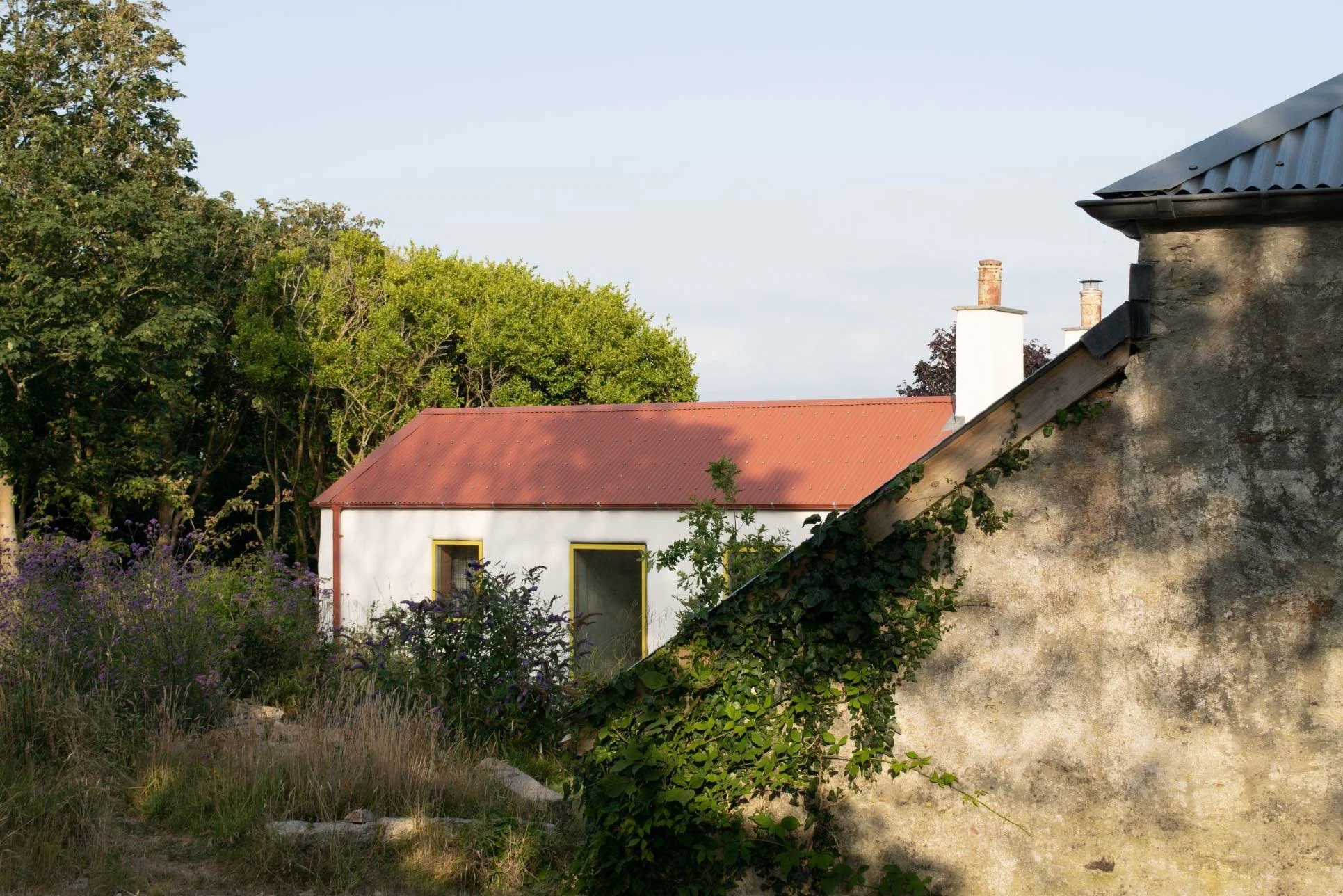 Cornish cottage restoration by Coal Cornwall featuring a red corrugated roof, white rendered facade with yellow window trims, framed by an ivy-covered stone wall and lush foliage.