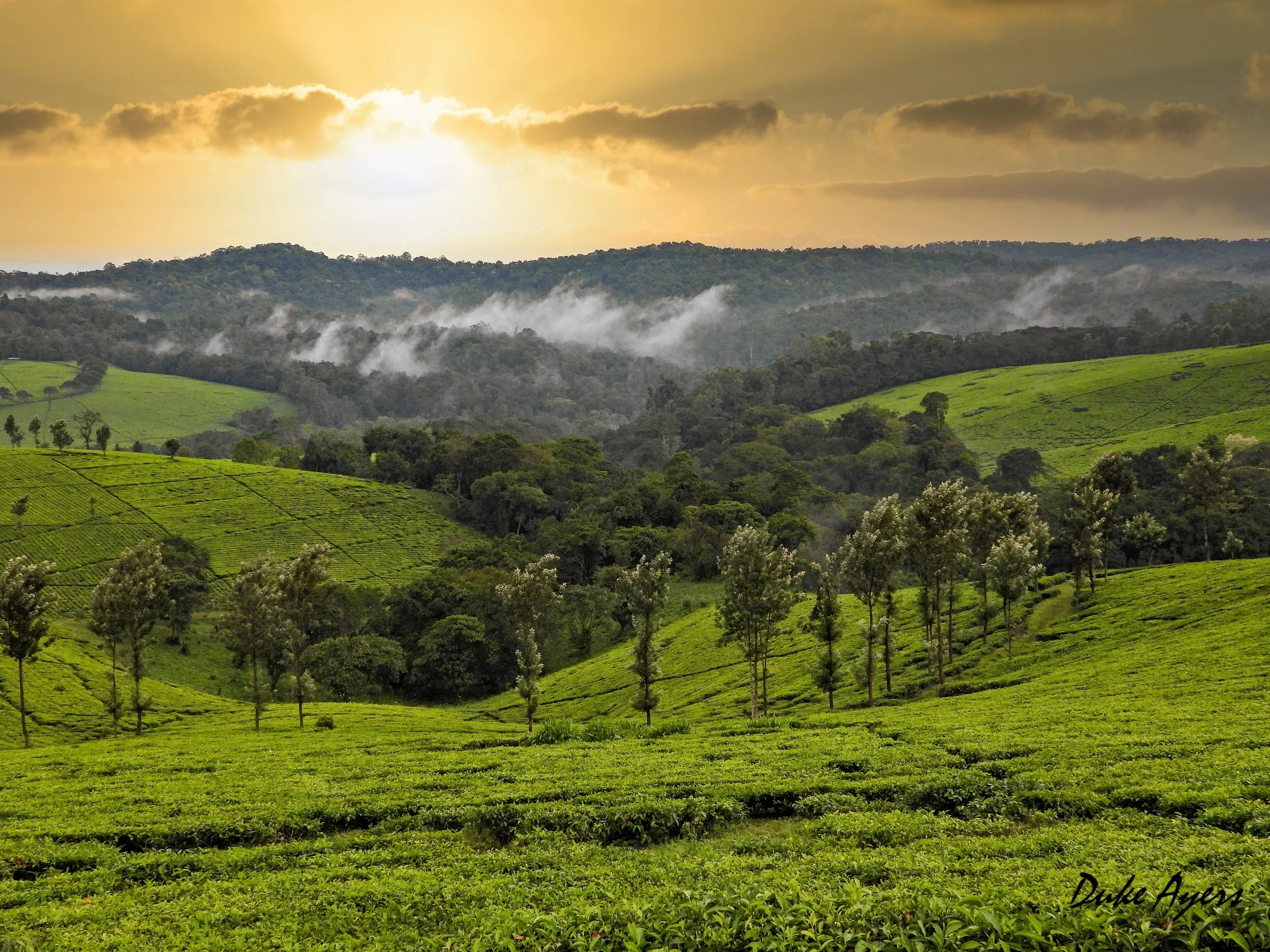 155. Hillside with mist (edited).jpeg