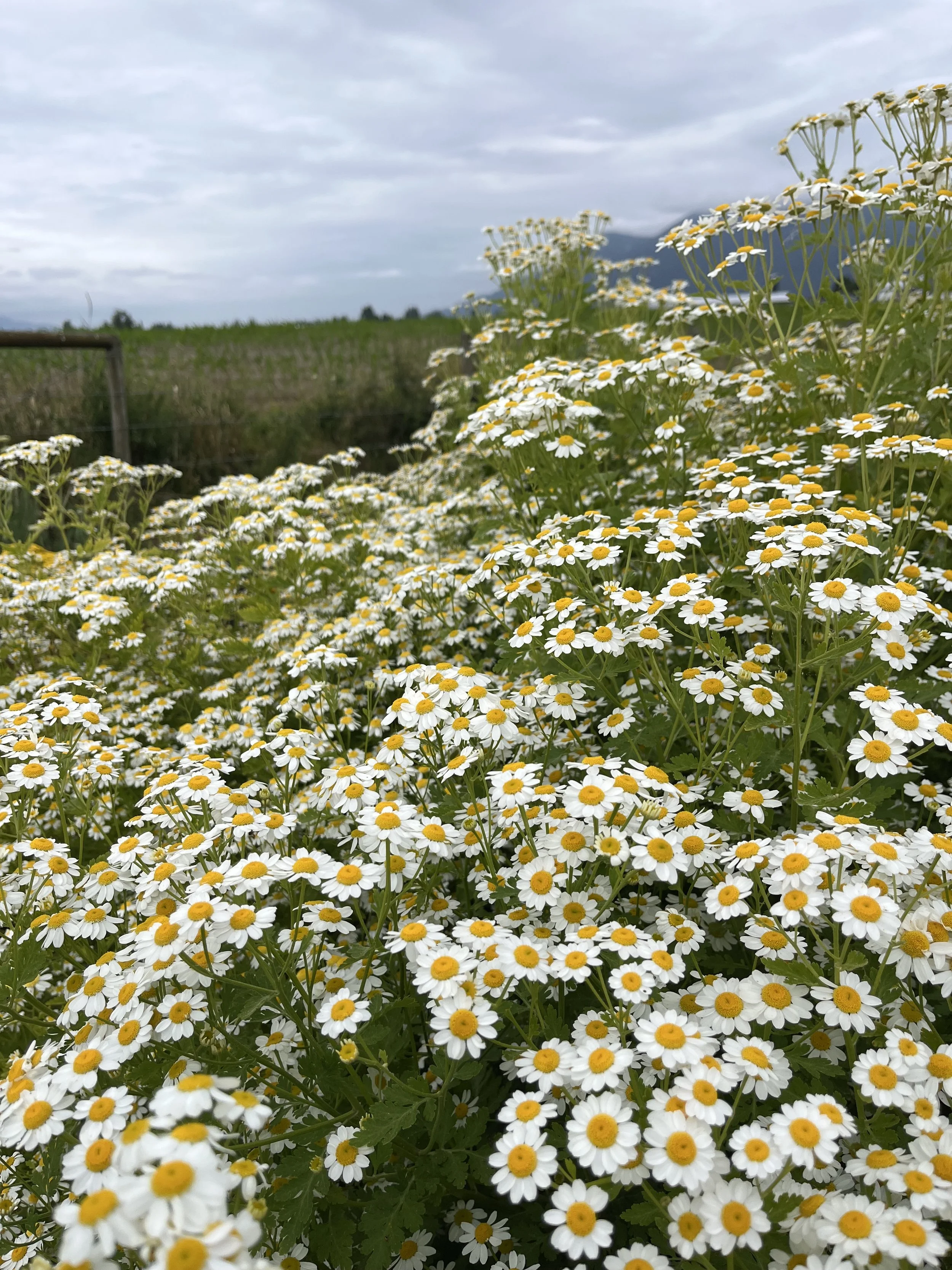 Feverfew