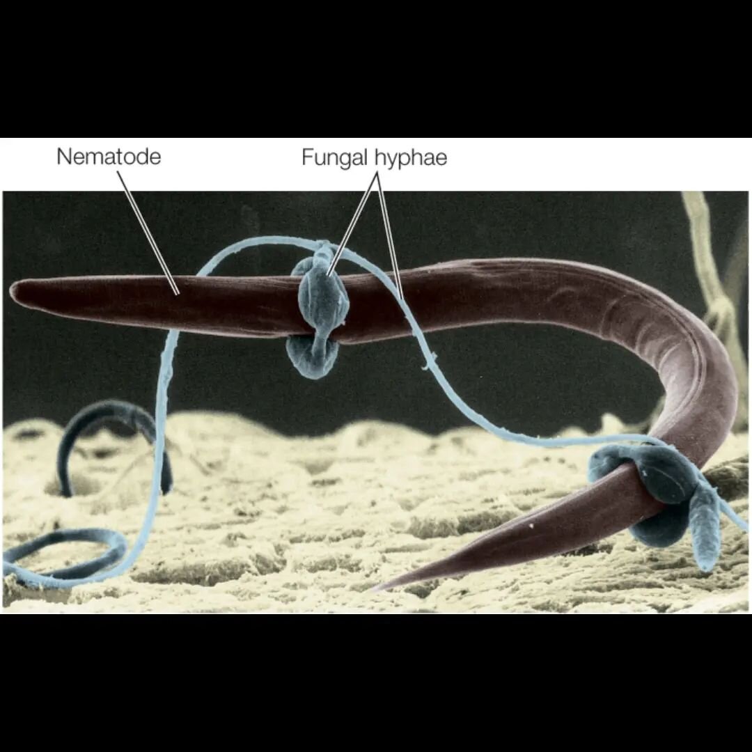 In our gardening course this morning, while talking about the soil food web, I mentioned that while many nematodes are fungal feeding, sometimes the role gets reversed, and fungi becomes the predator and feeds on nematodes. 

A few hours later I came