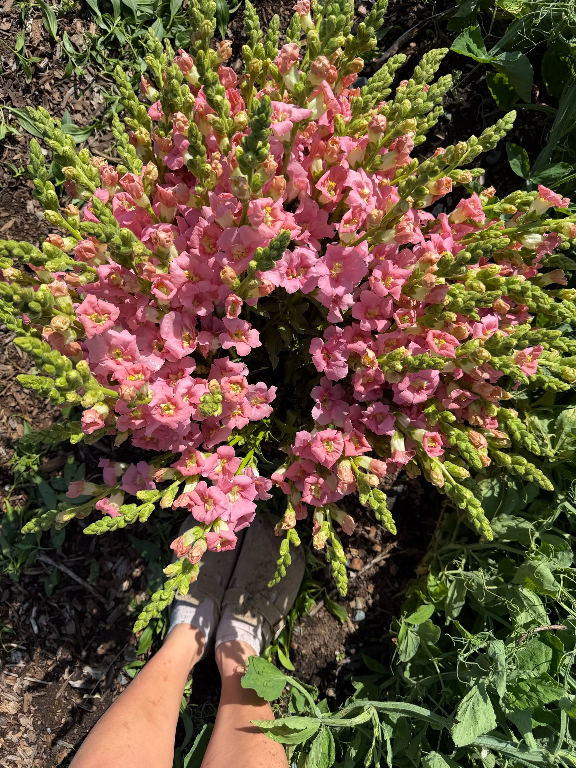 Snapdragons-Light Pink