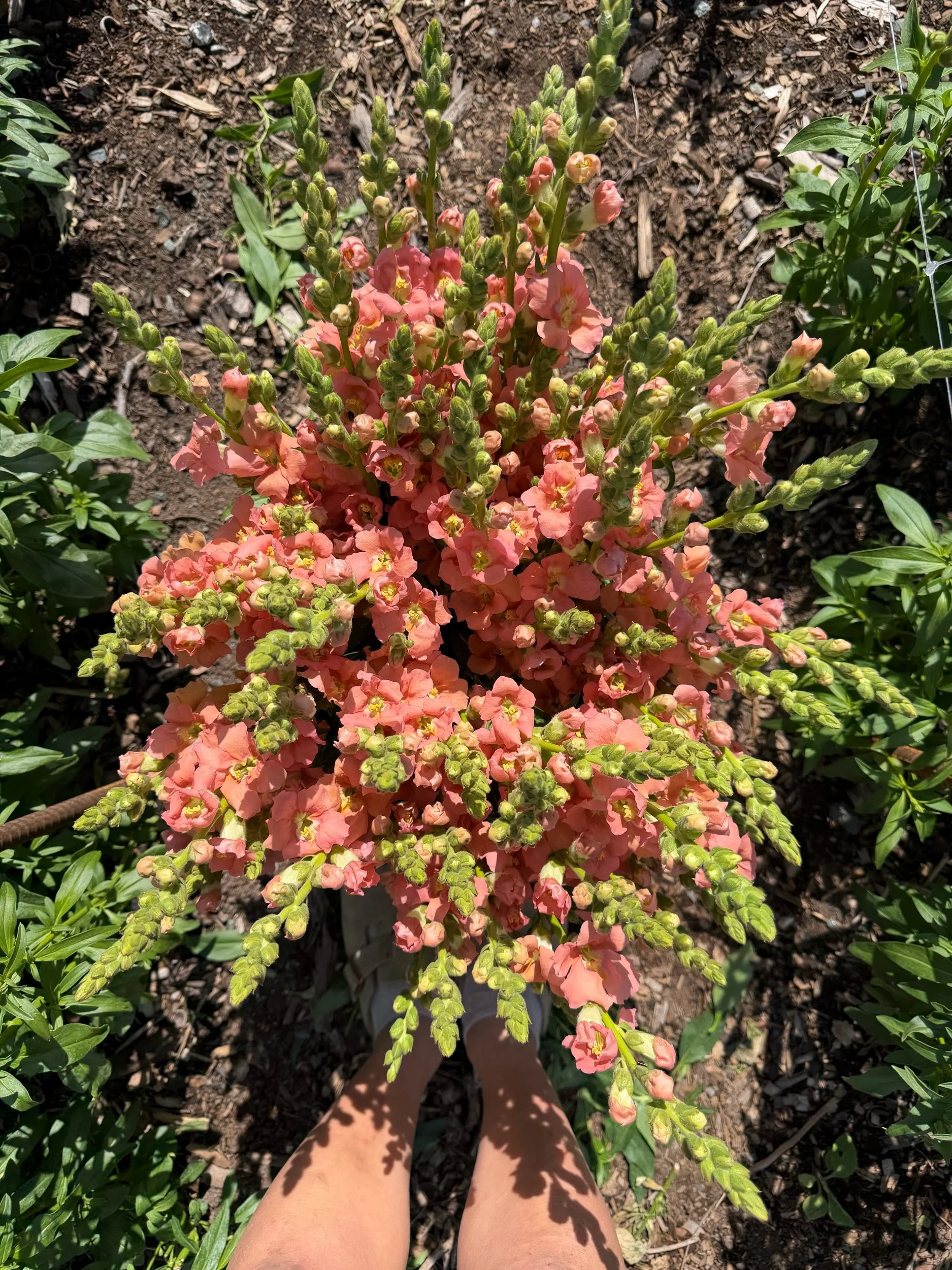 Snapdragons-Peach