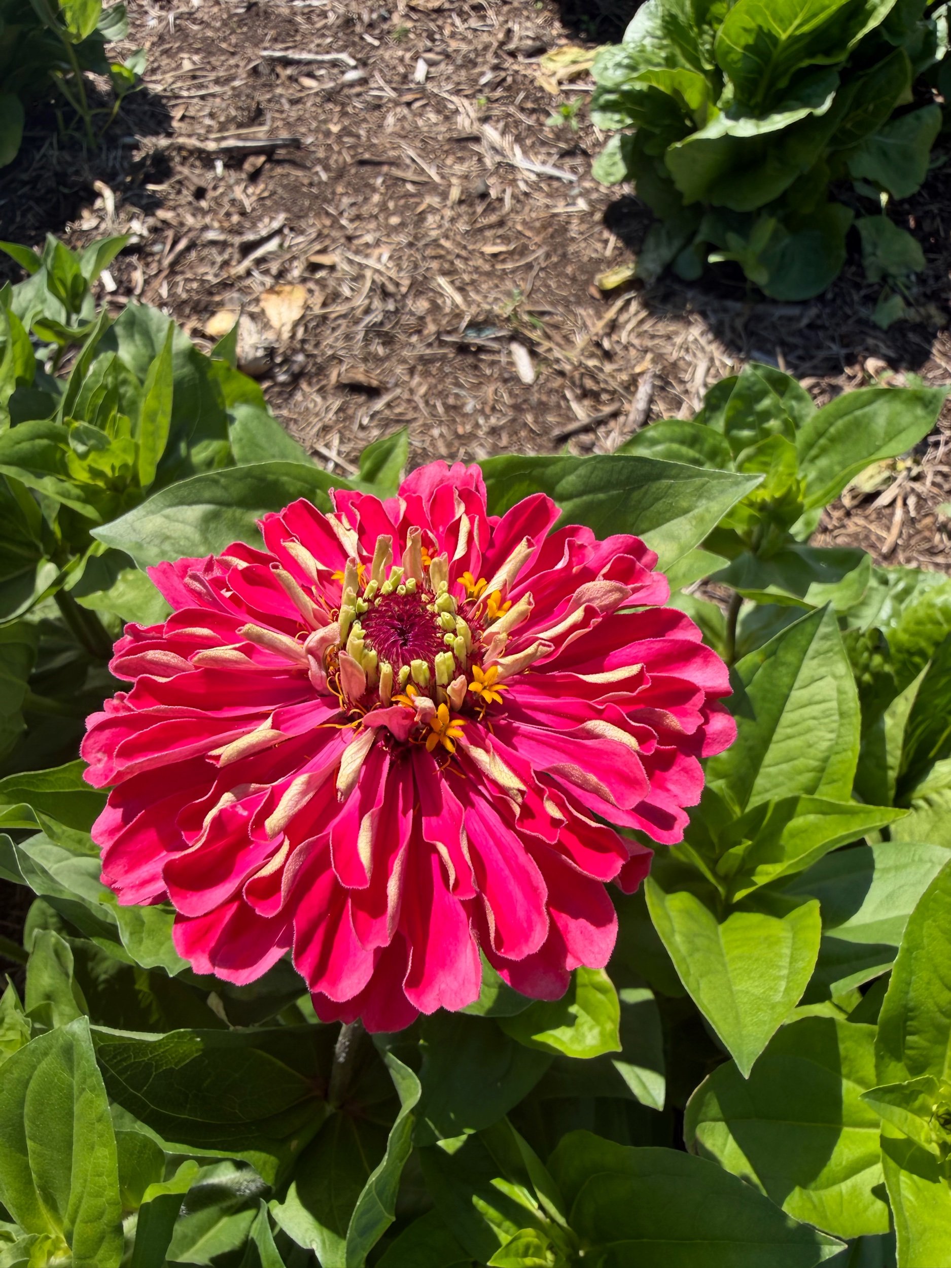 Zinnia-Hot Pink