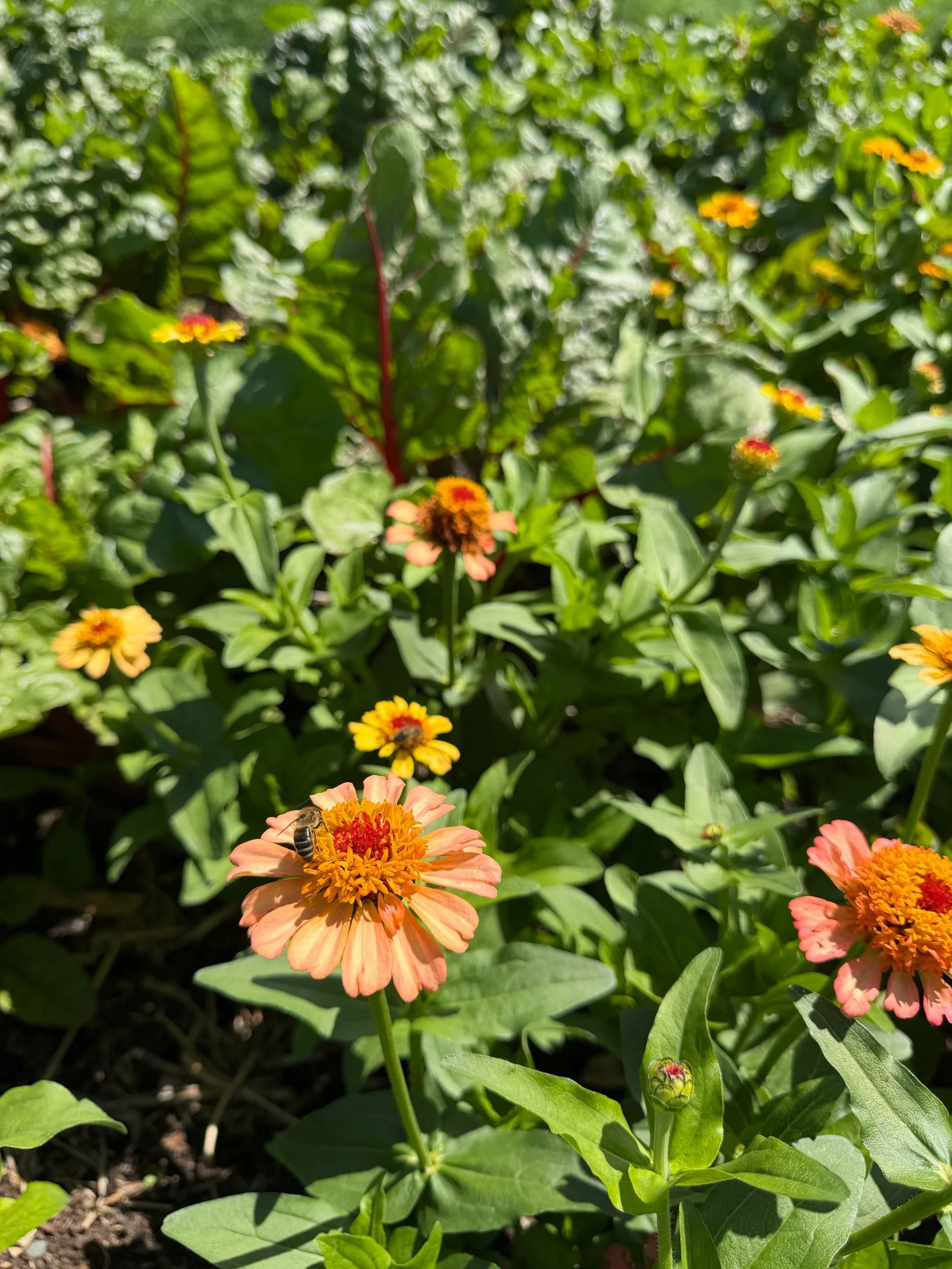 Zinnia-Zinderella Peach