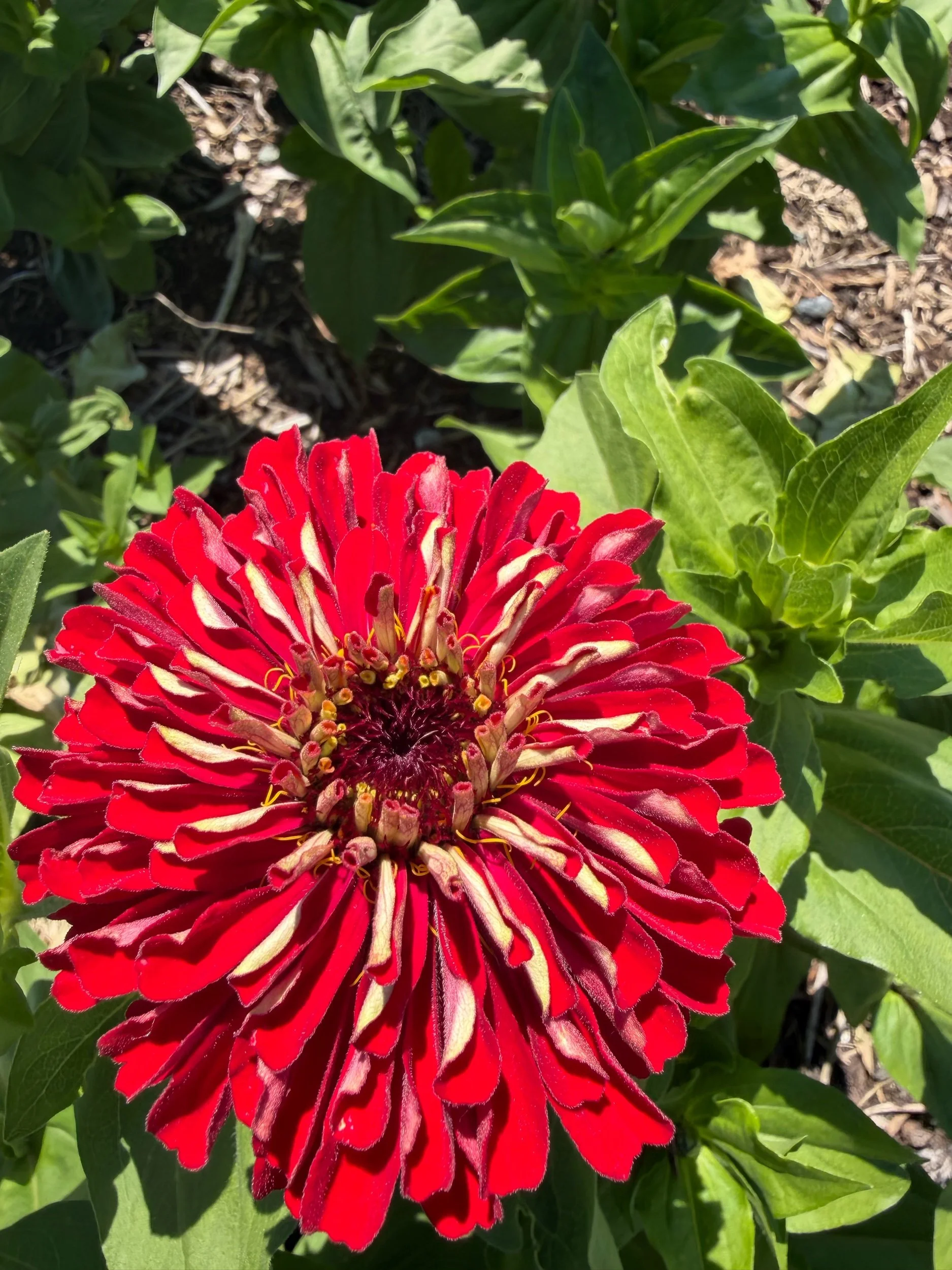 6A0755E4-08E3-4D08-9B76-E914536DF496.jpeg