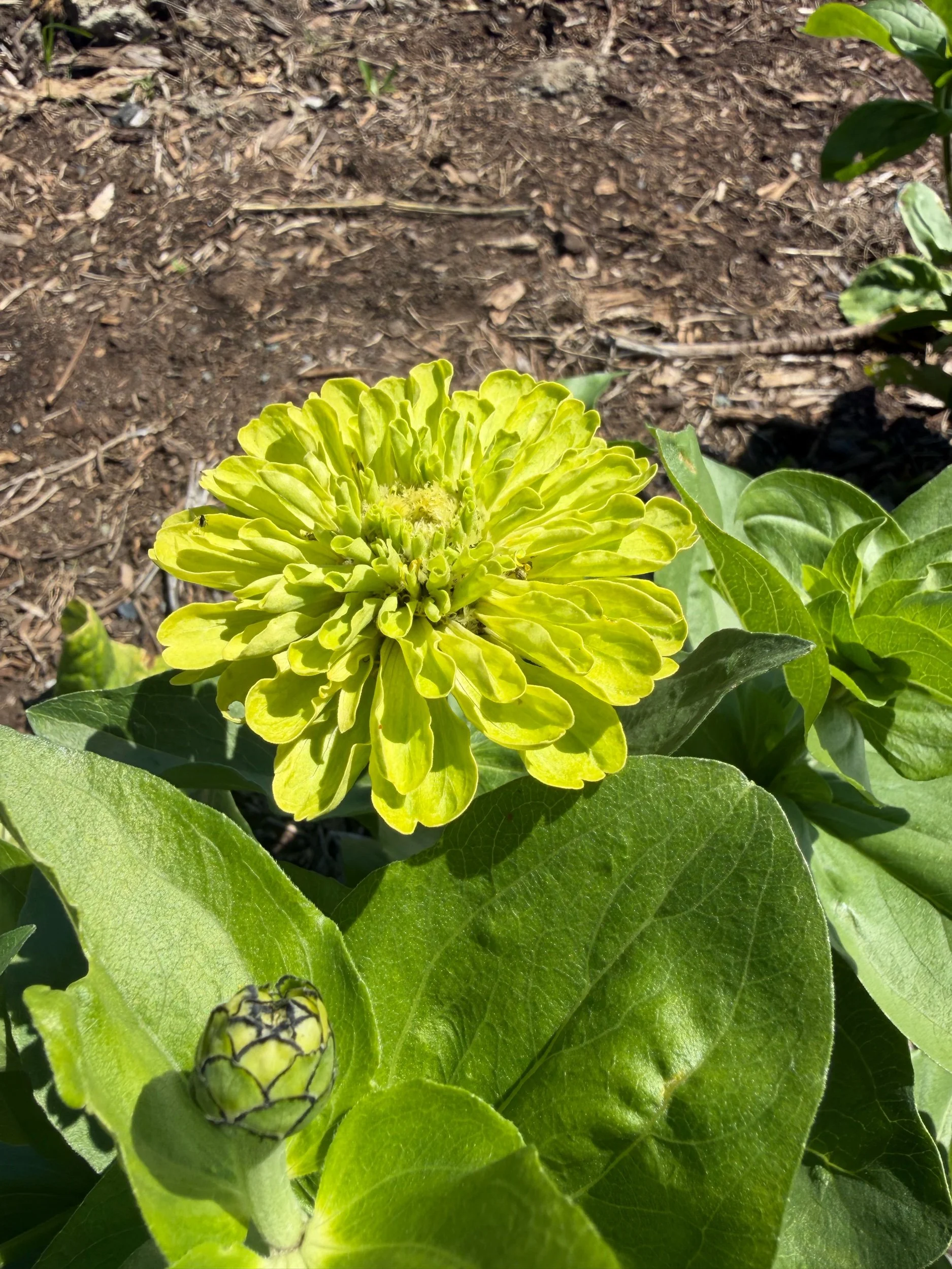 Zinnia-Lime