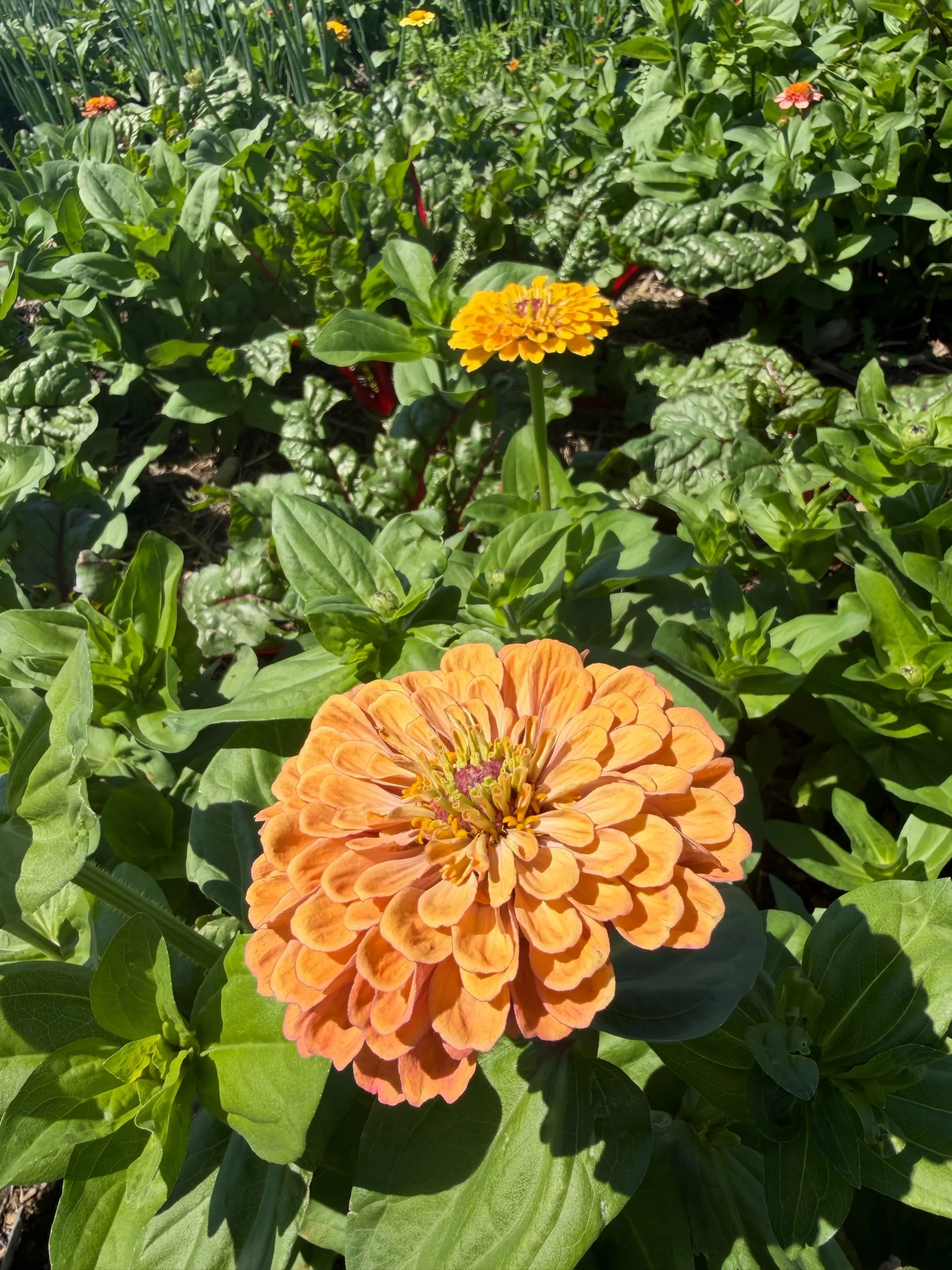 Zinnia-Pale Orange