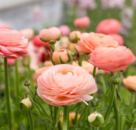 Screenshot 2024-10-12 095618.png