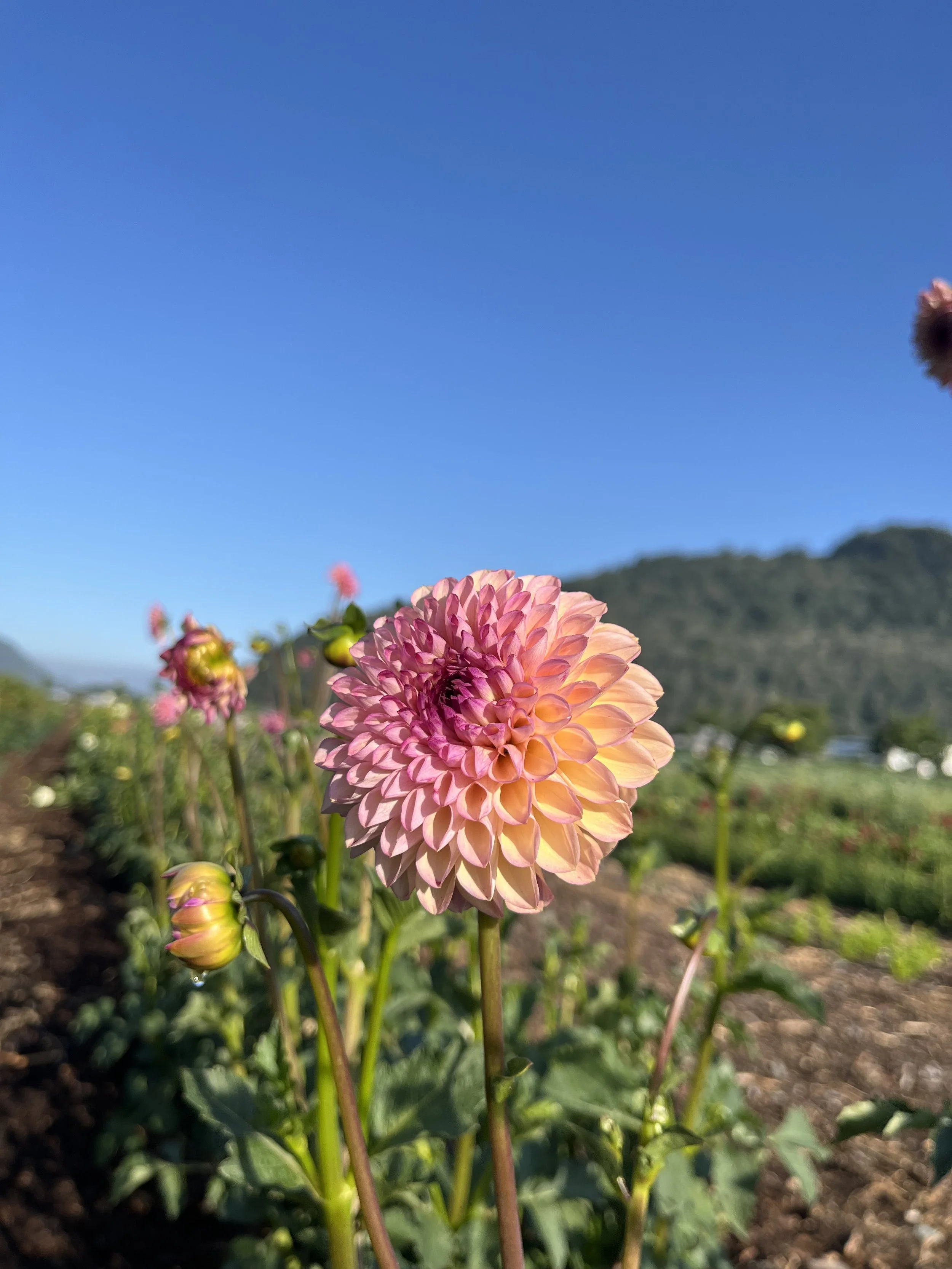Wine Eyed Jill - Dahlia Tuber