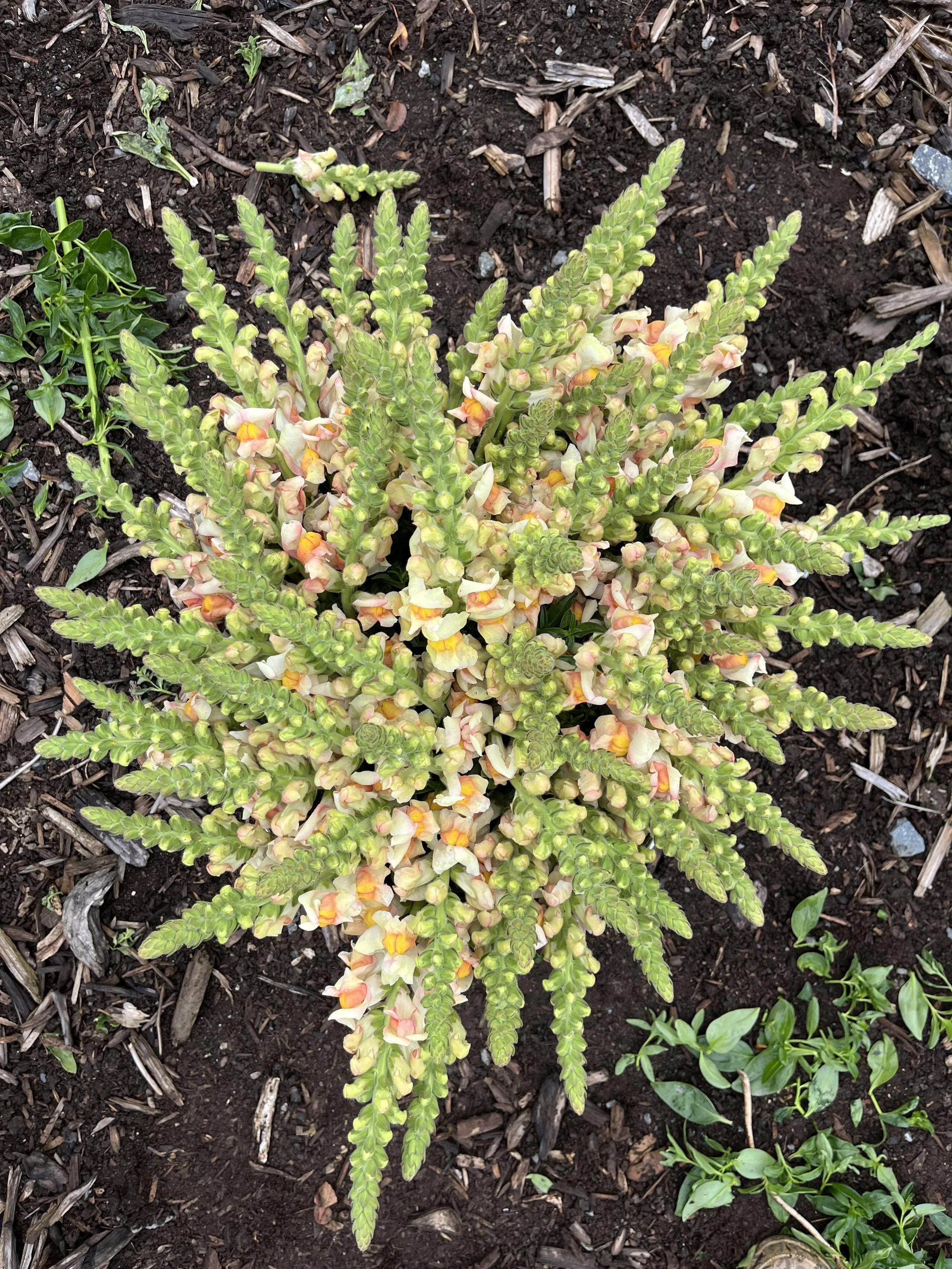 Snapdragons-Apricot