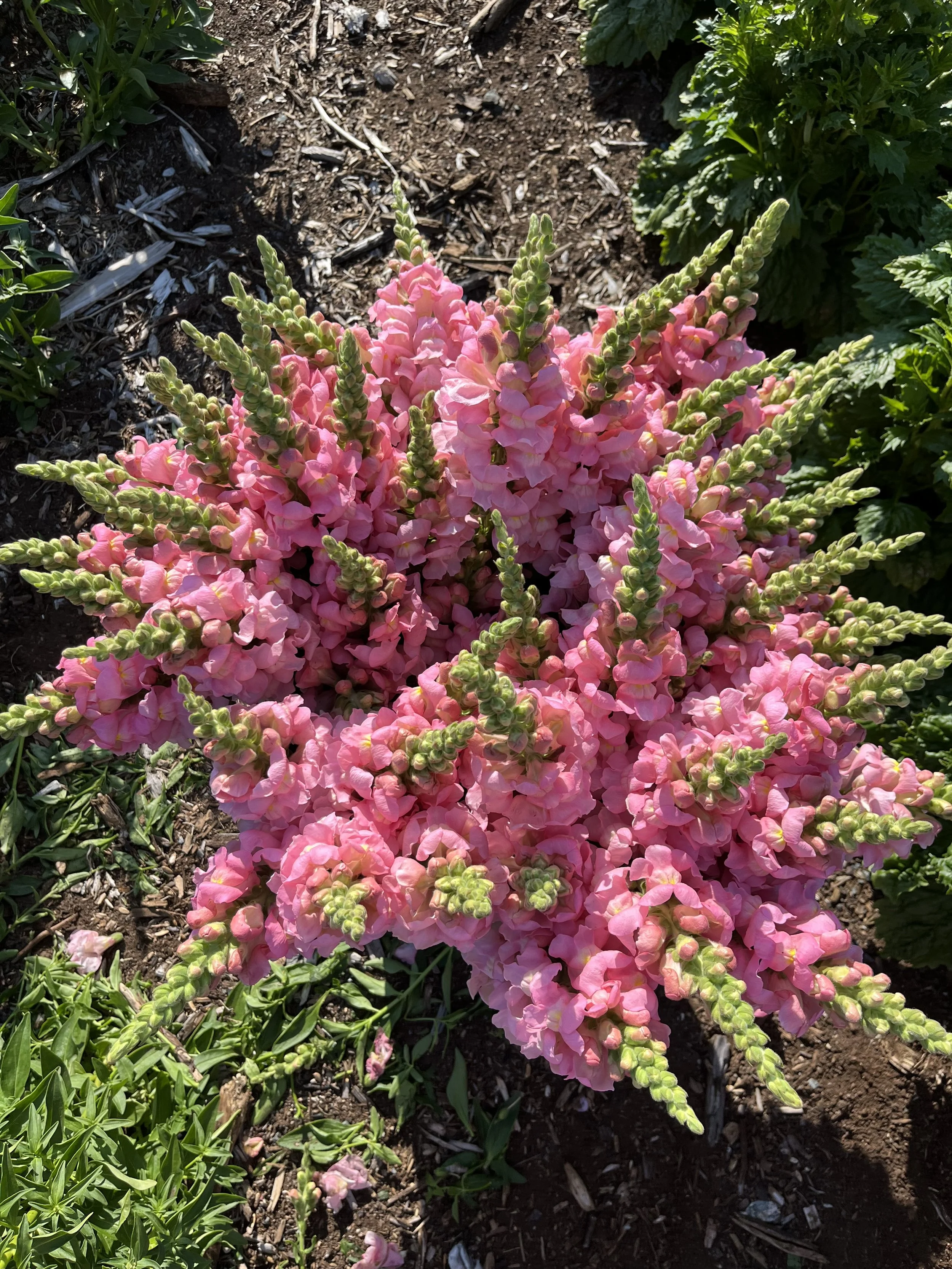 Snapdragons-Pink