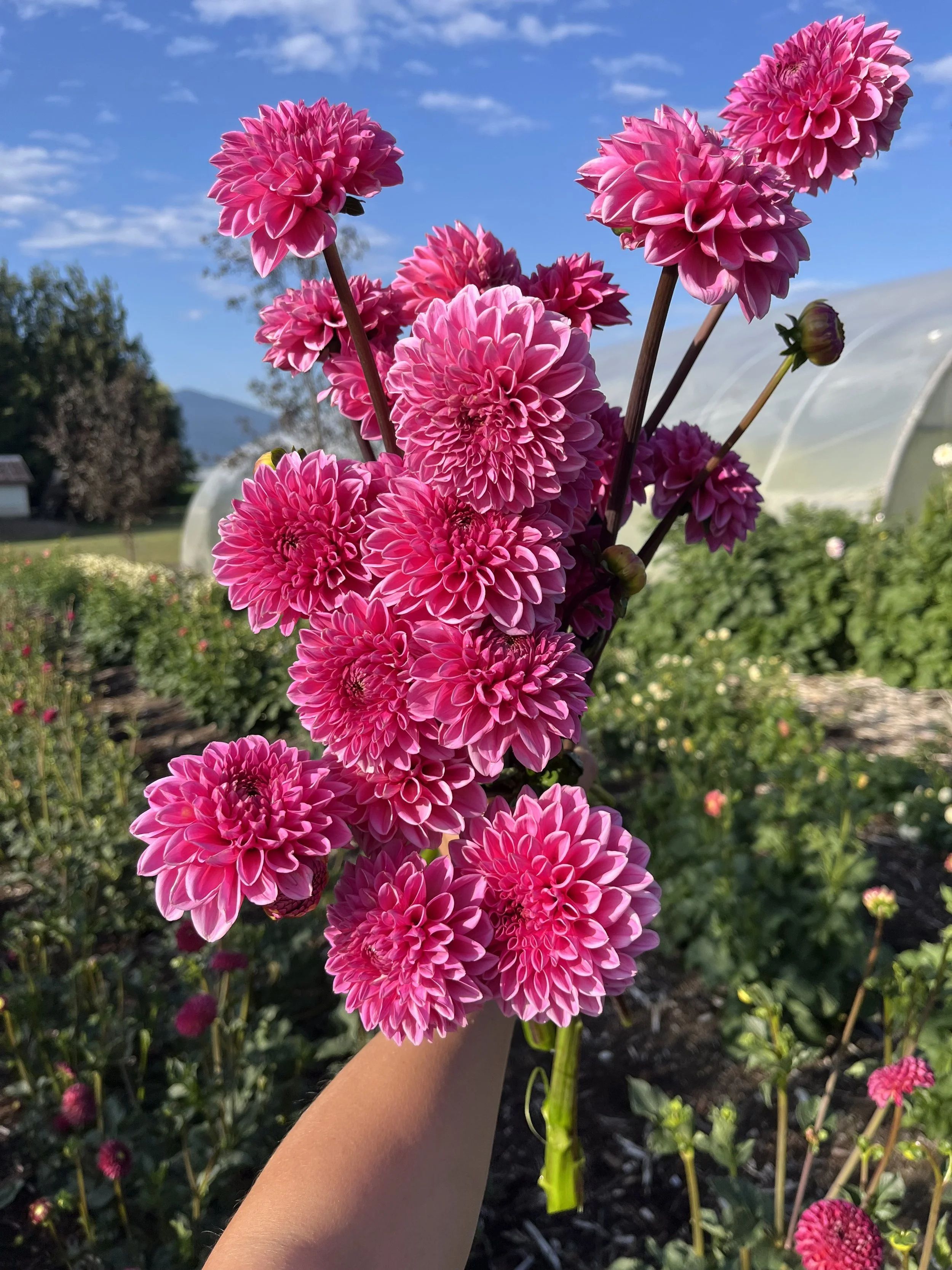 Jowey Frambo - Dahlia tuber