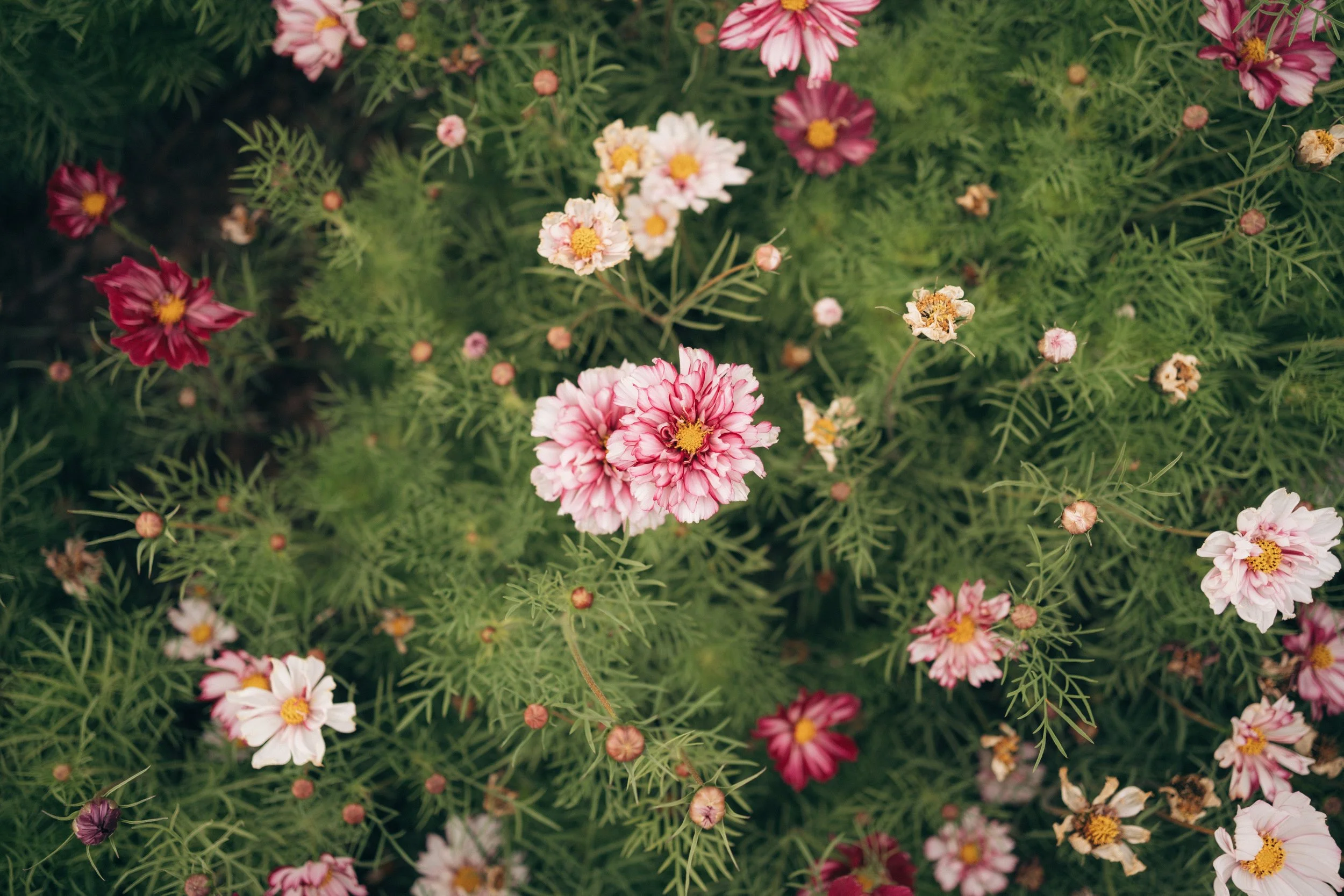 Cosmos-Raspberry