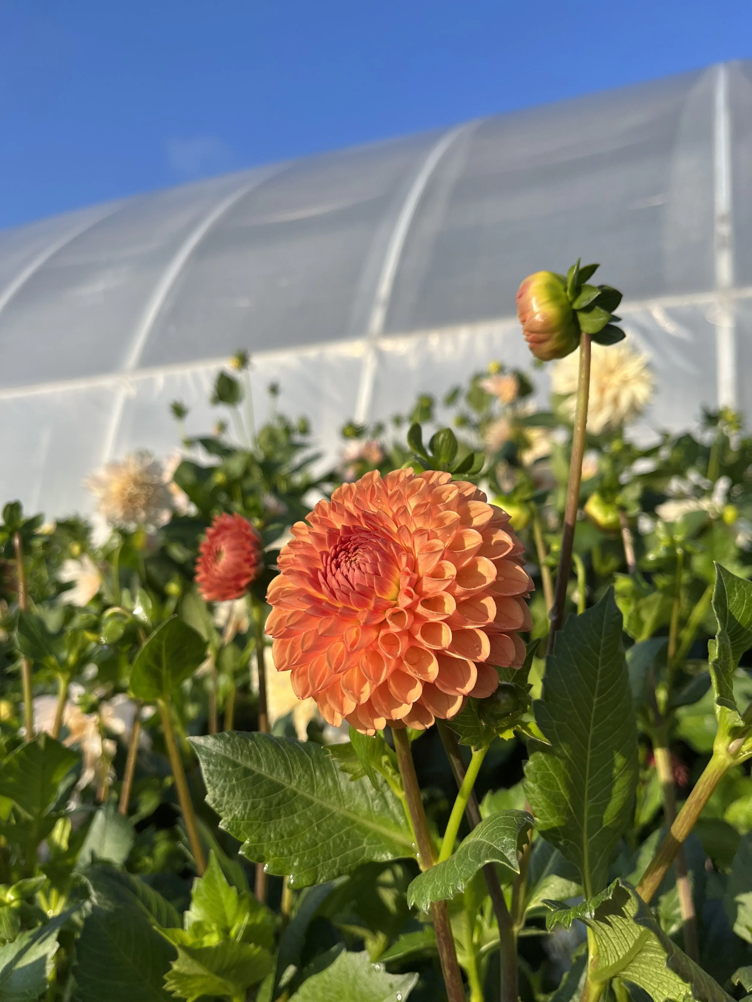 IMG_1712_Original (1).jpeg