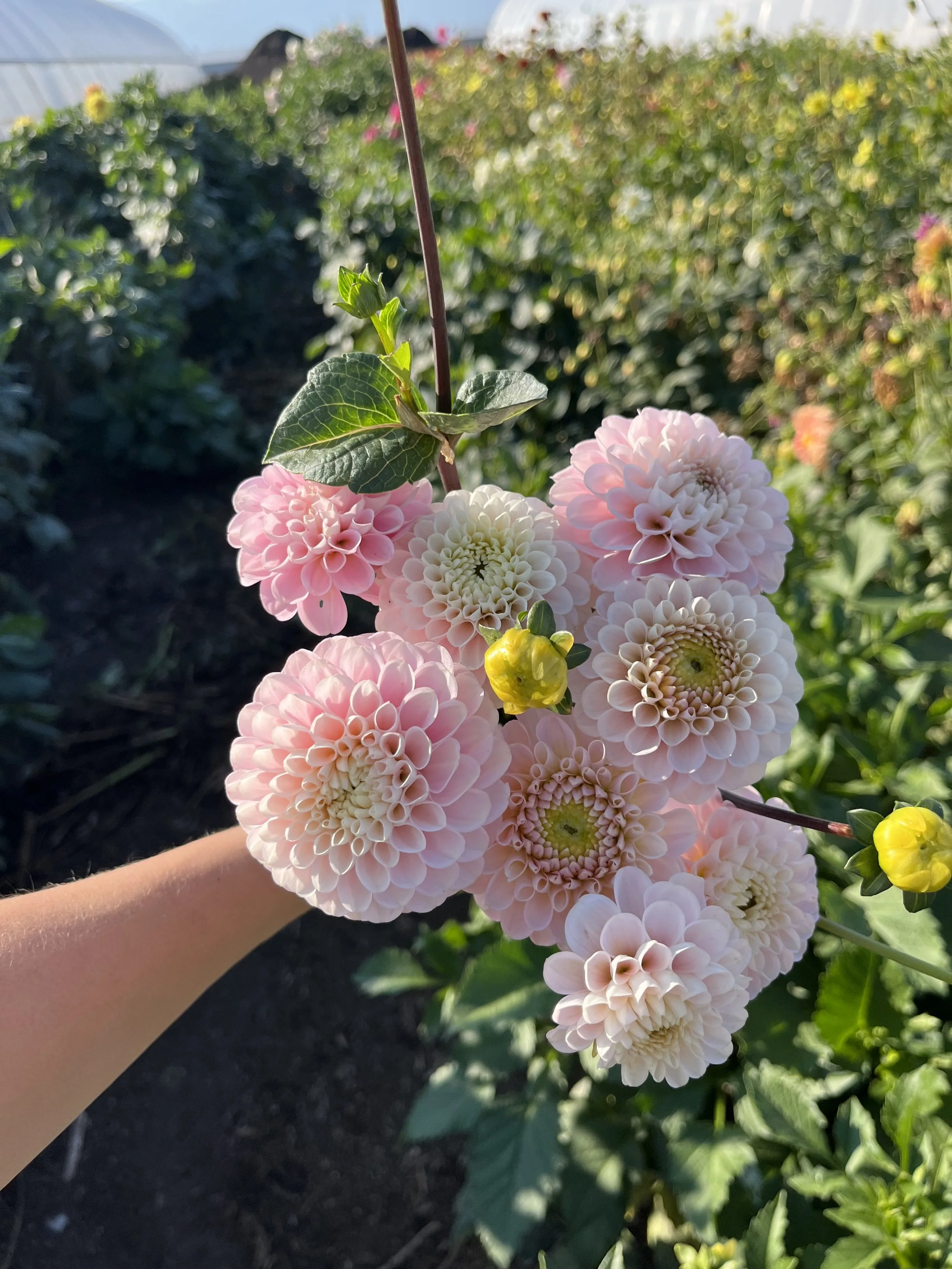 Wizard of Oz - Dalia Tuber