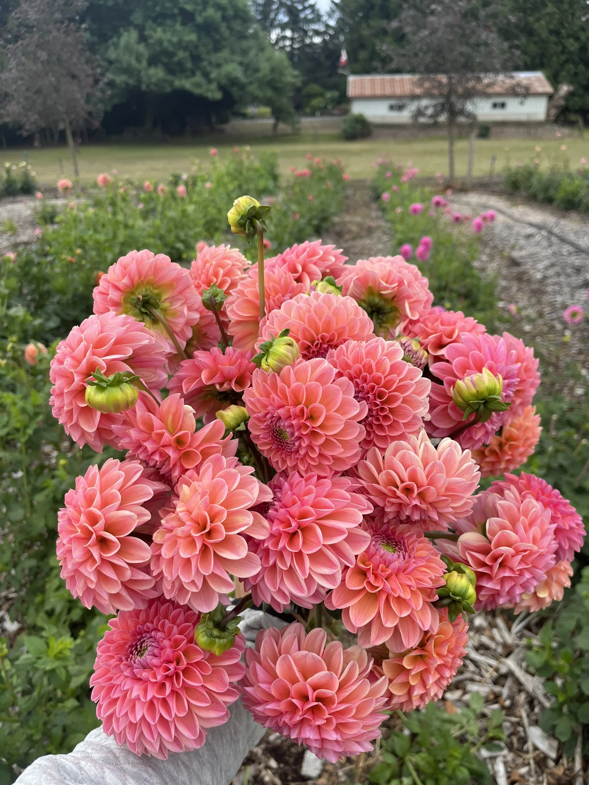 Linda's baby - Dahlia tuber