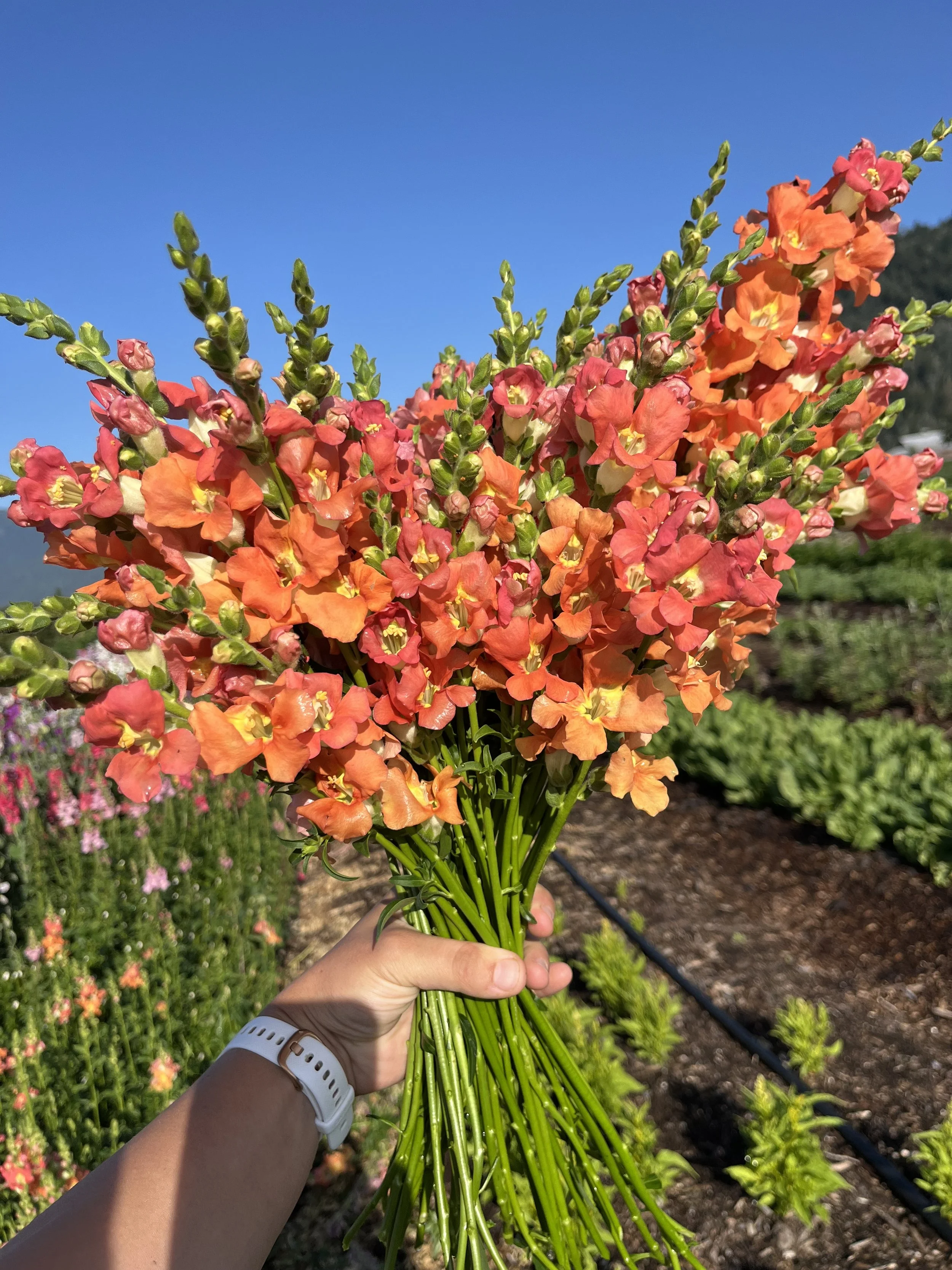 Snapdragons-Salmon