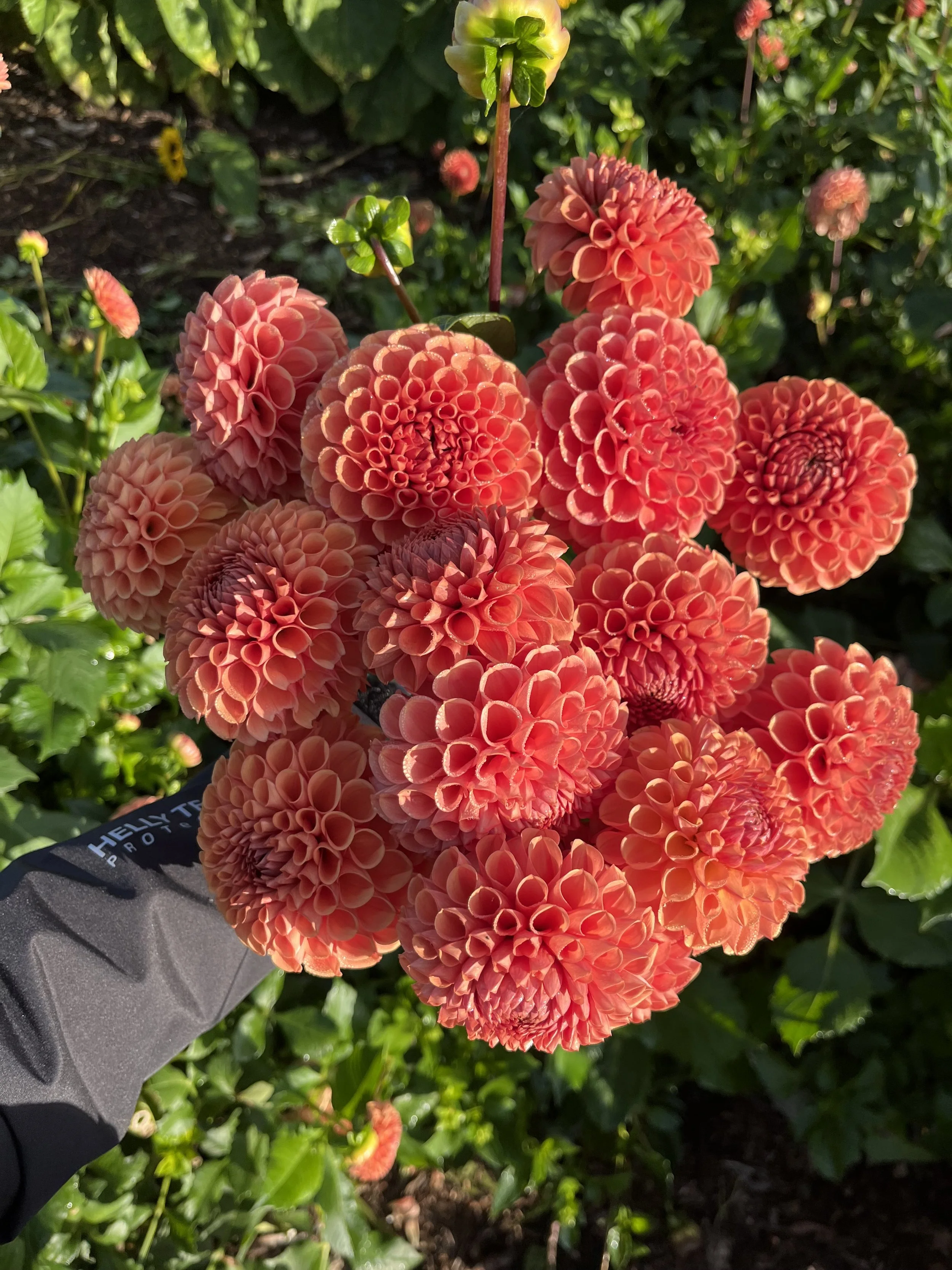 Cornel Bronze - Dahlia tuber