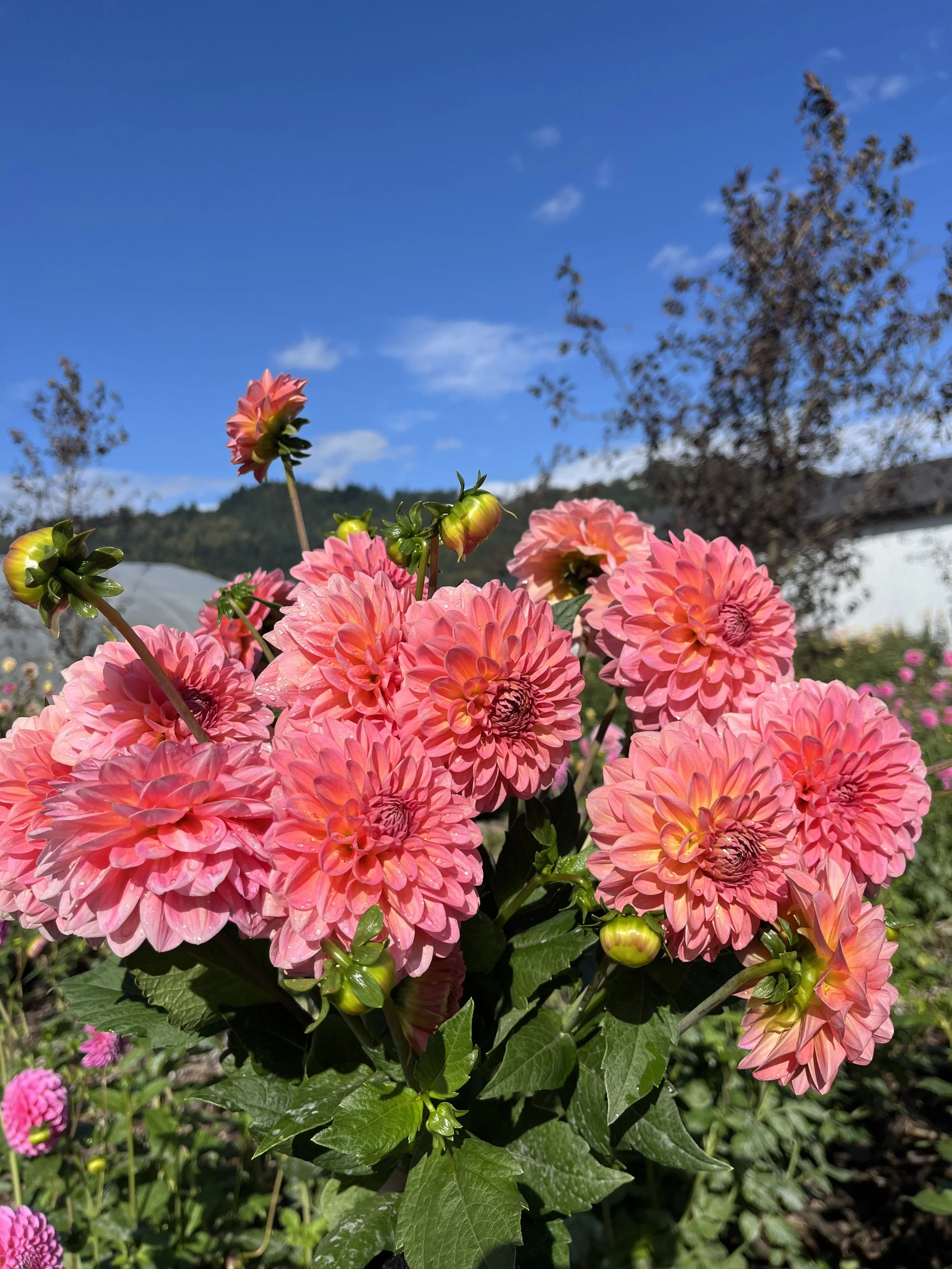 Pink Runner - Dahlia tuber