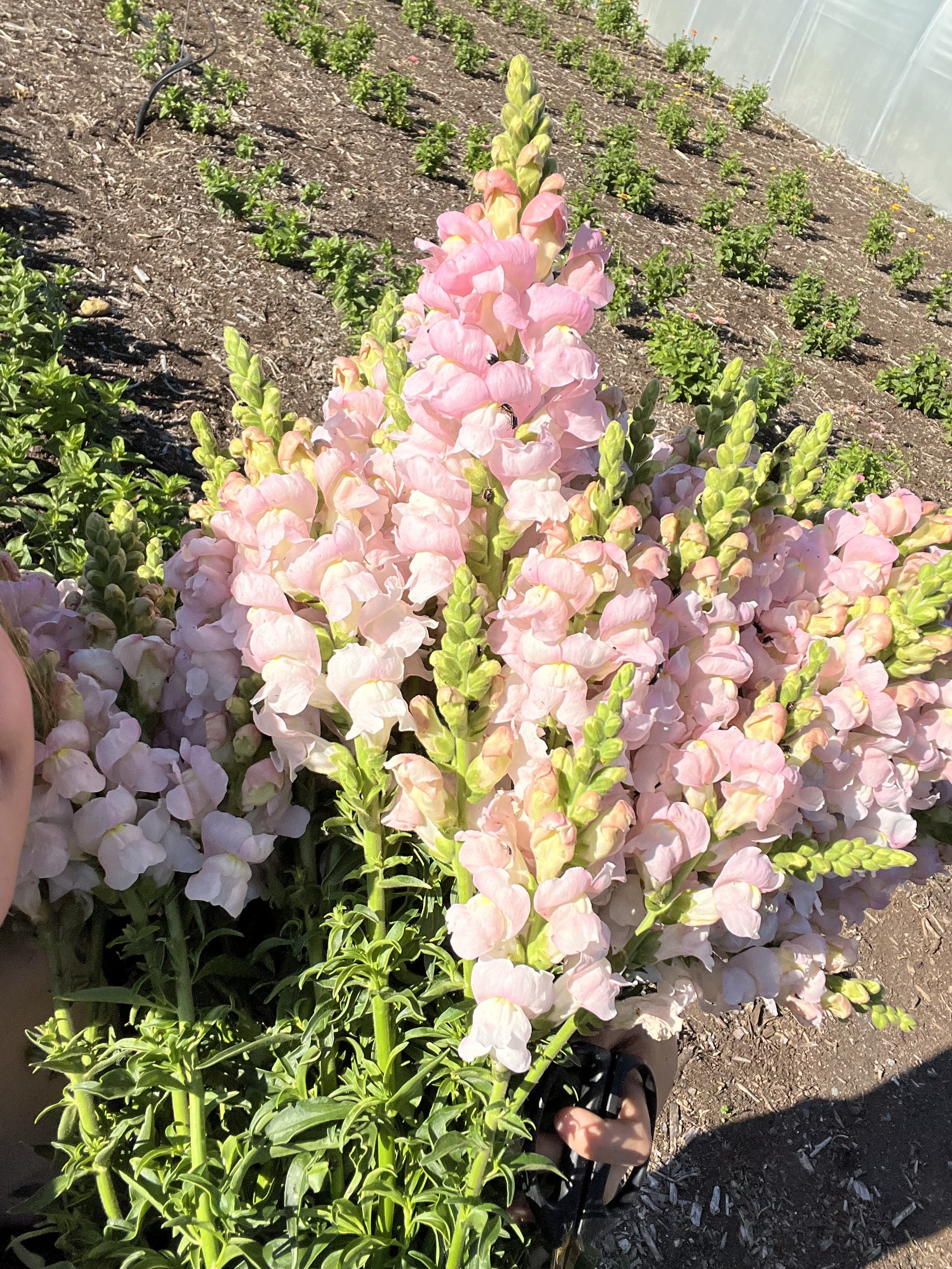 Snapdragons-Light Pink