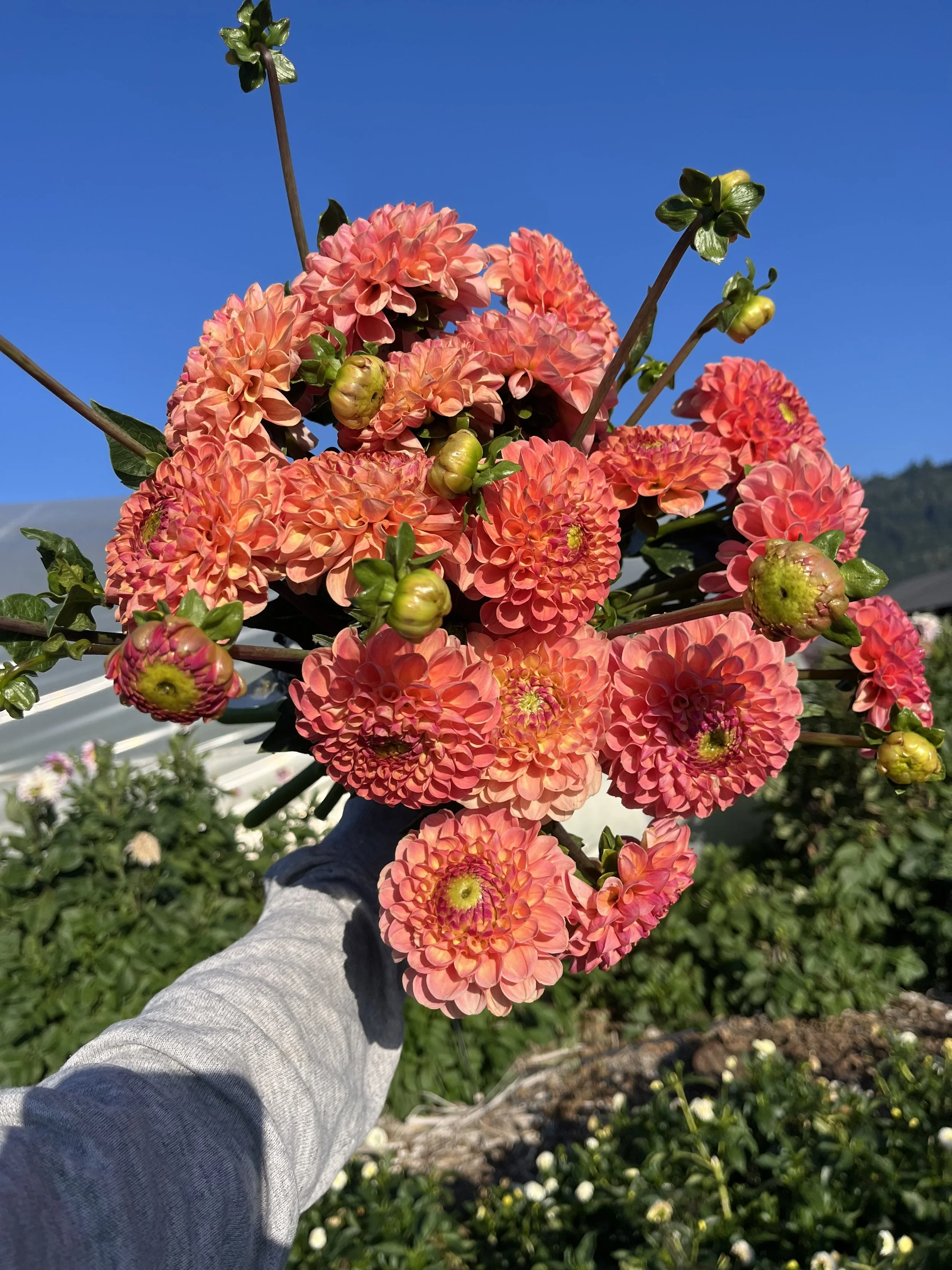 Jowey Nicky - Dahlia tuber