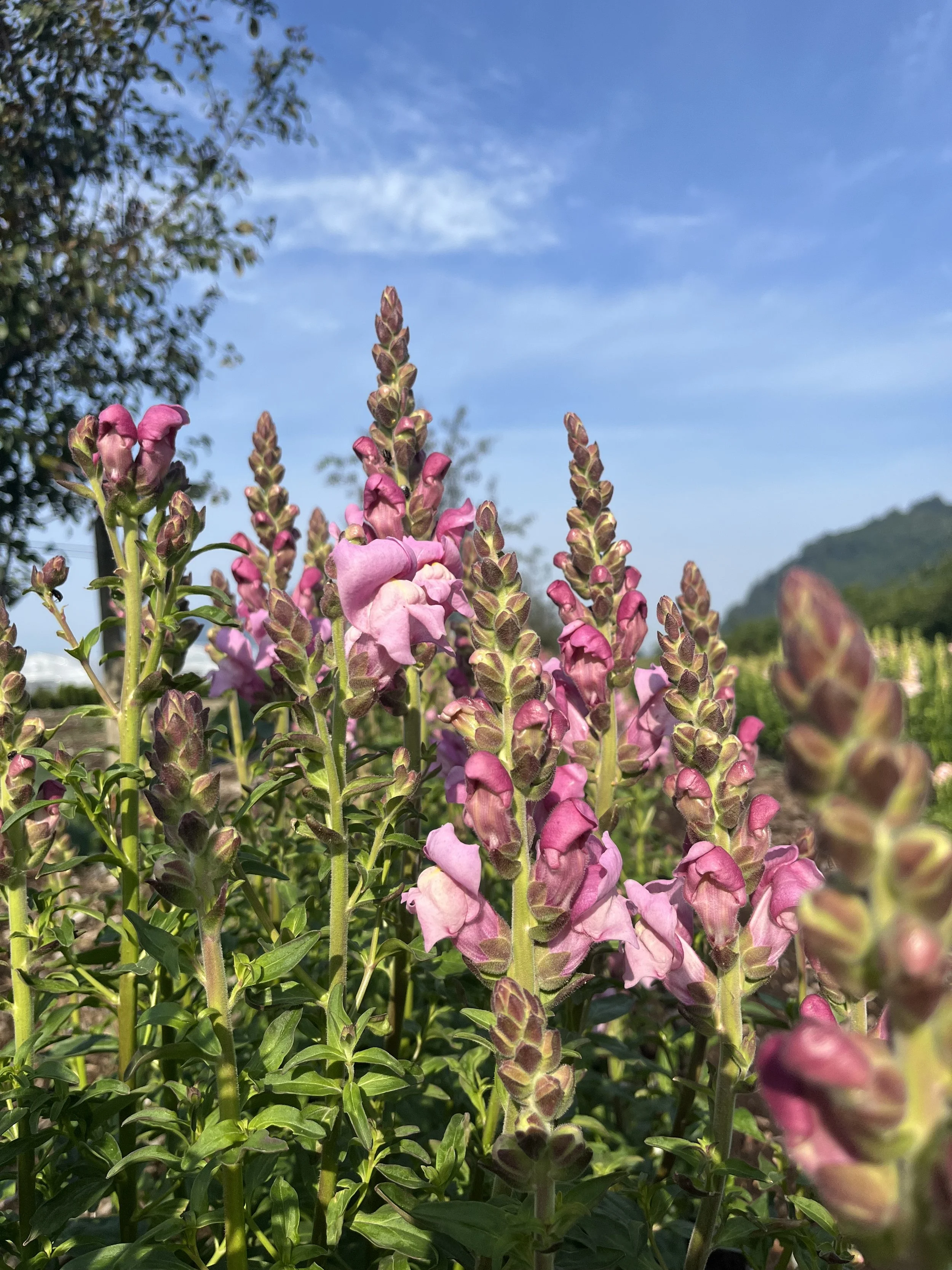 Snapdragons-Lavender