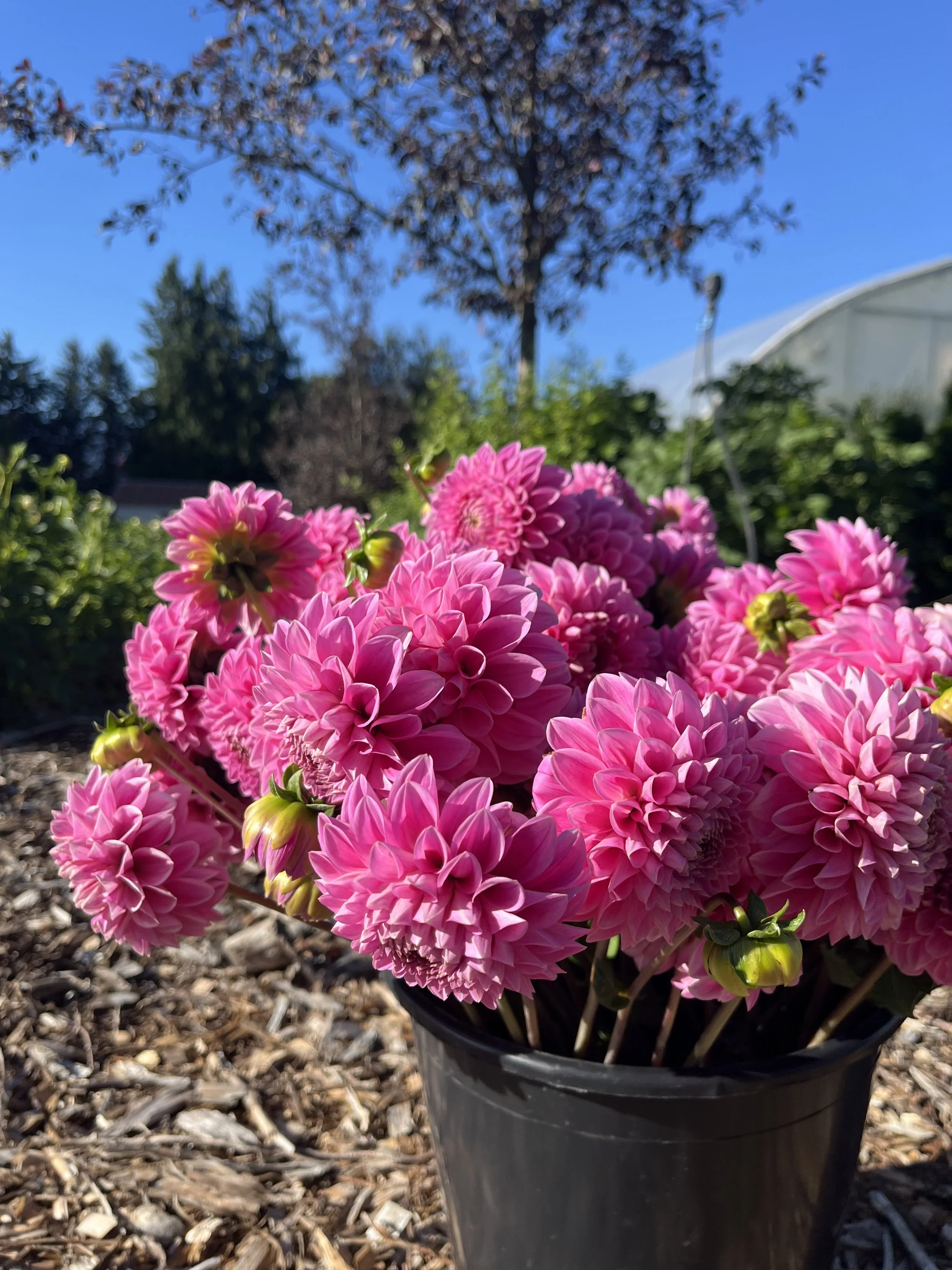 Sweet Fabienne - Dahlia tuber