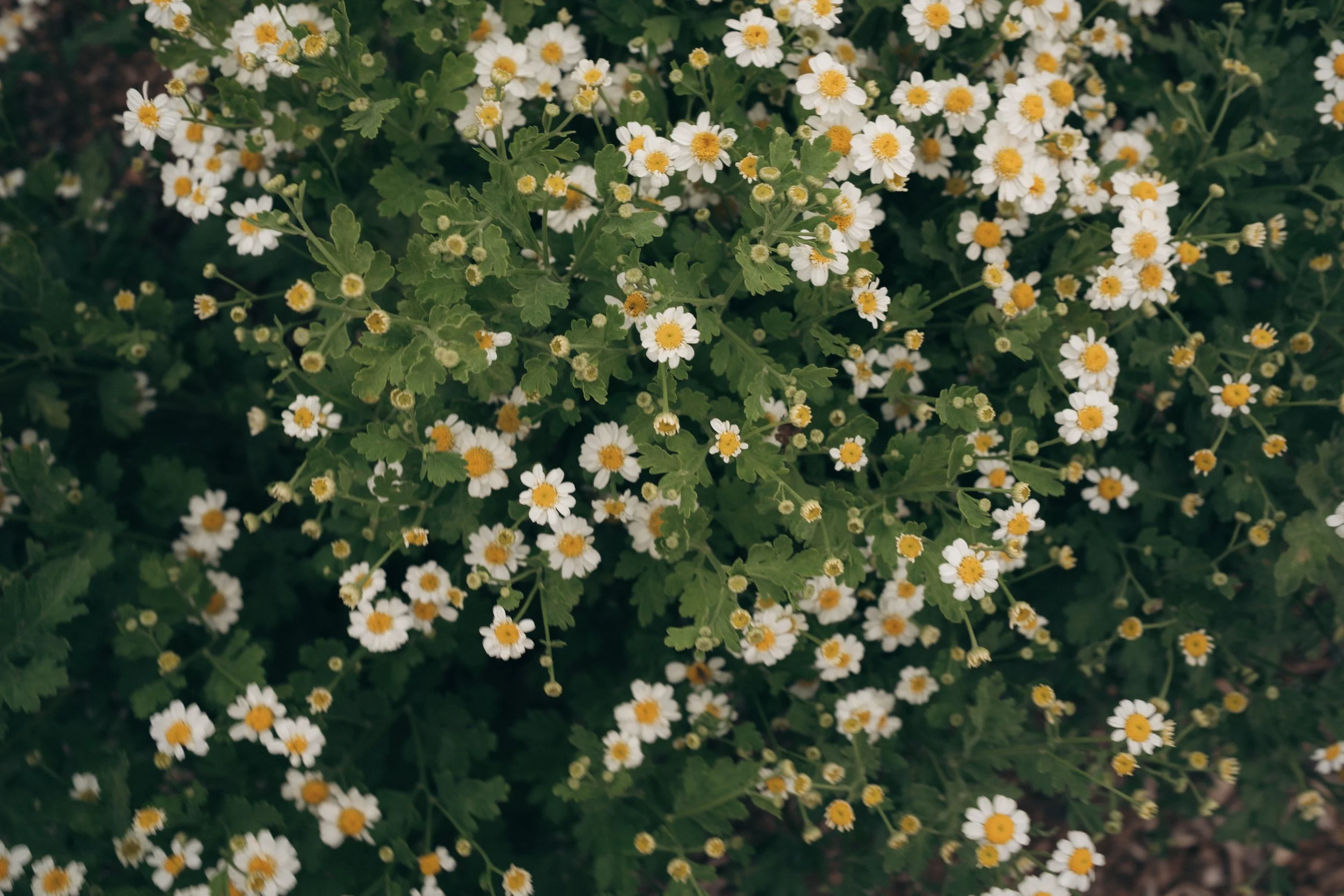 Feverfew