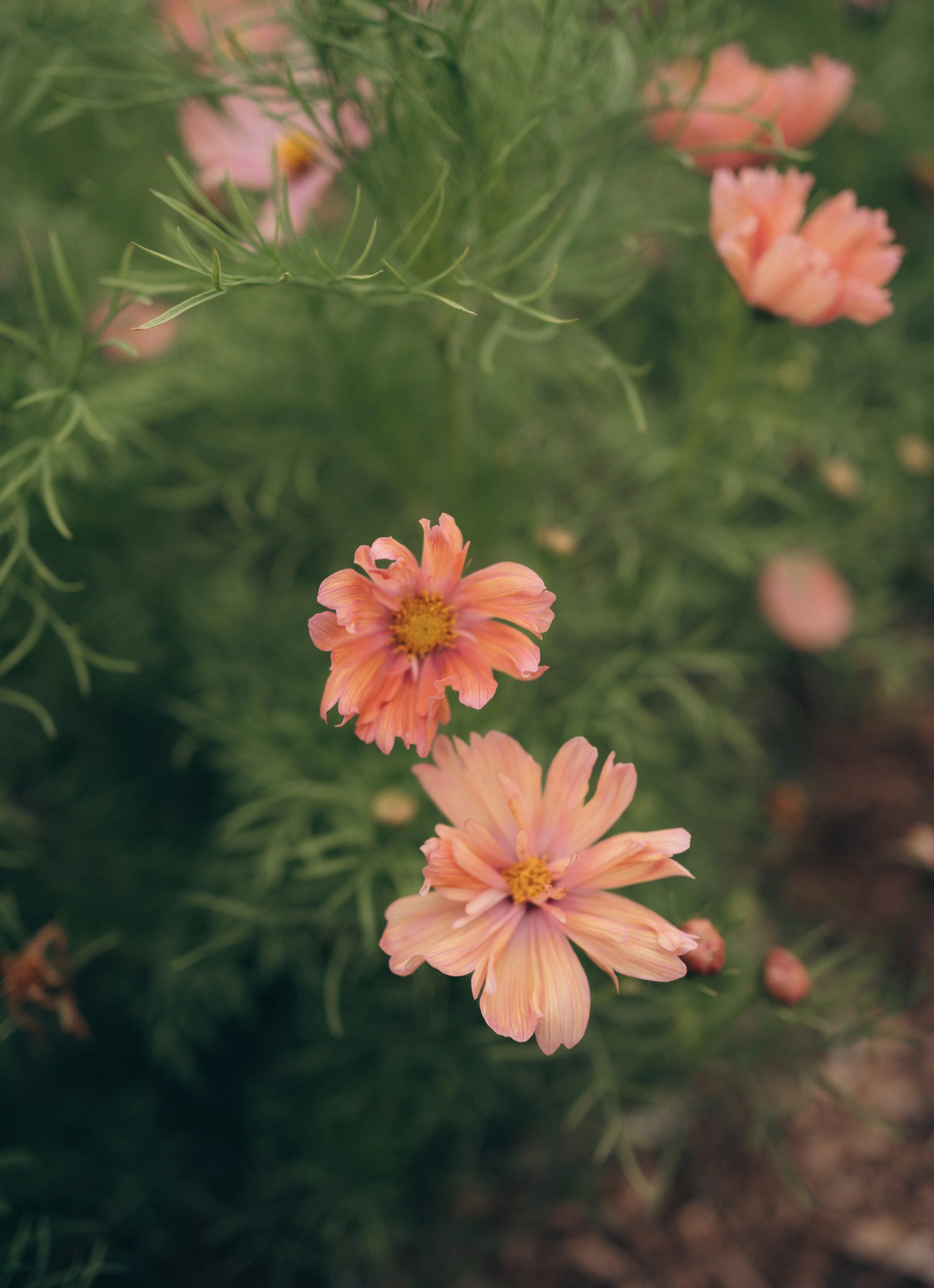 Cosmos-Peach