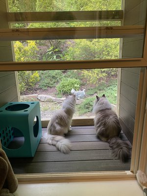 Cats Cradle | Luxury Cat Hotel | Asheville, Black Mountain And Western
