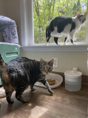 Cats Cradle | Luxury Cat Hotel | Asheville, Black Mountain And Western