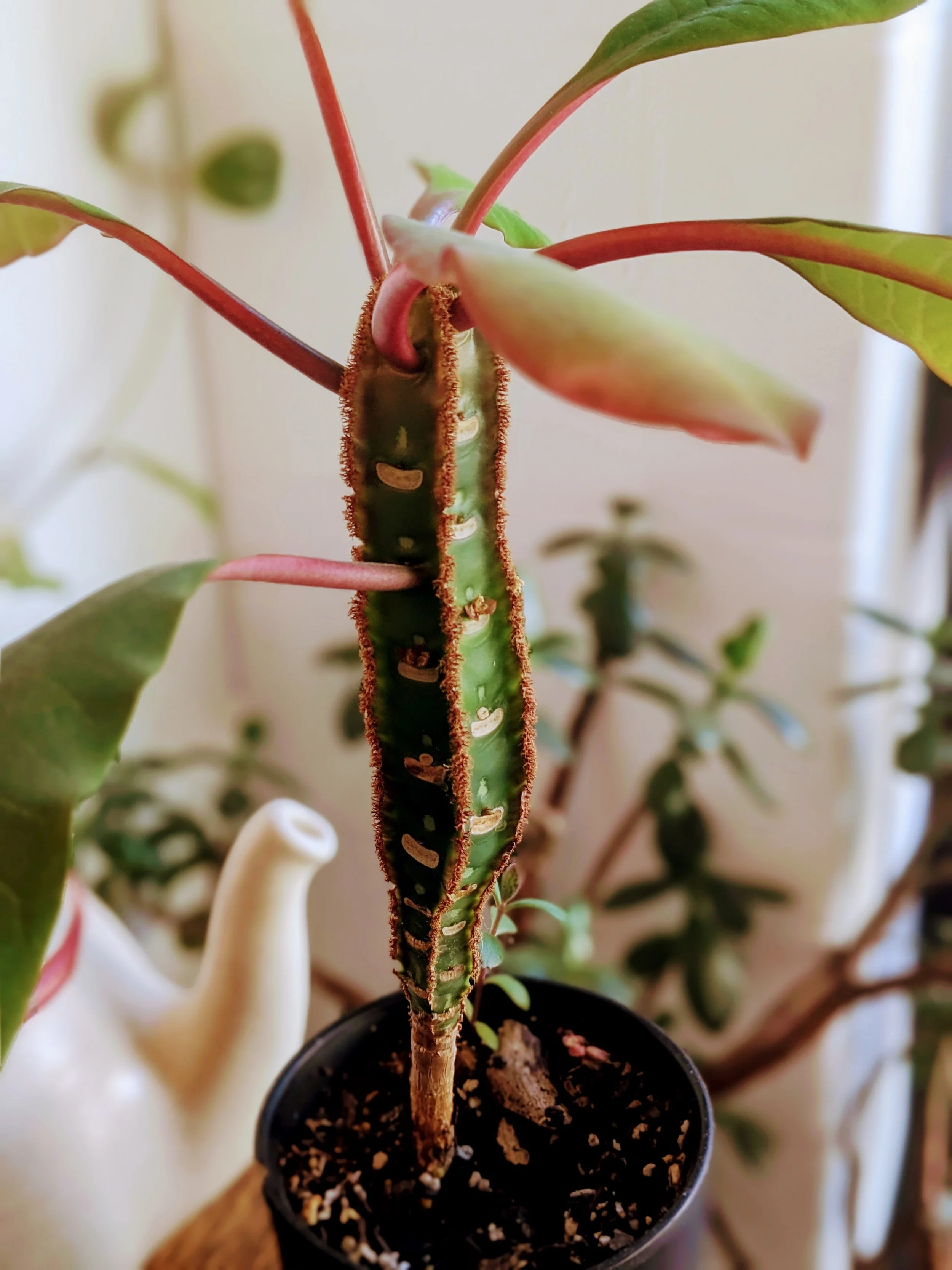 Plant Drive for Steve O'Neil / Plant Swap! 