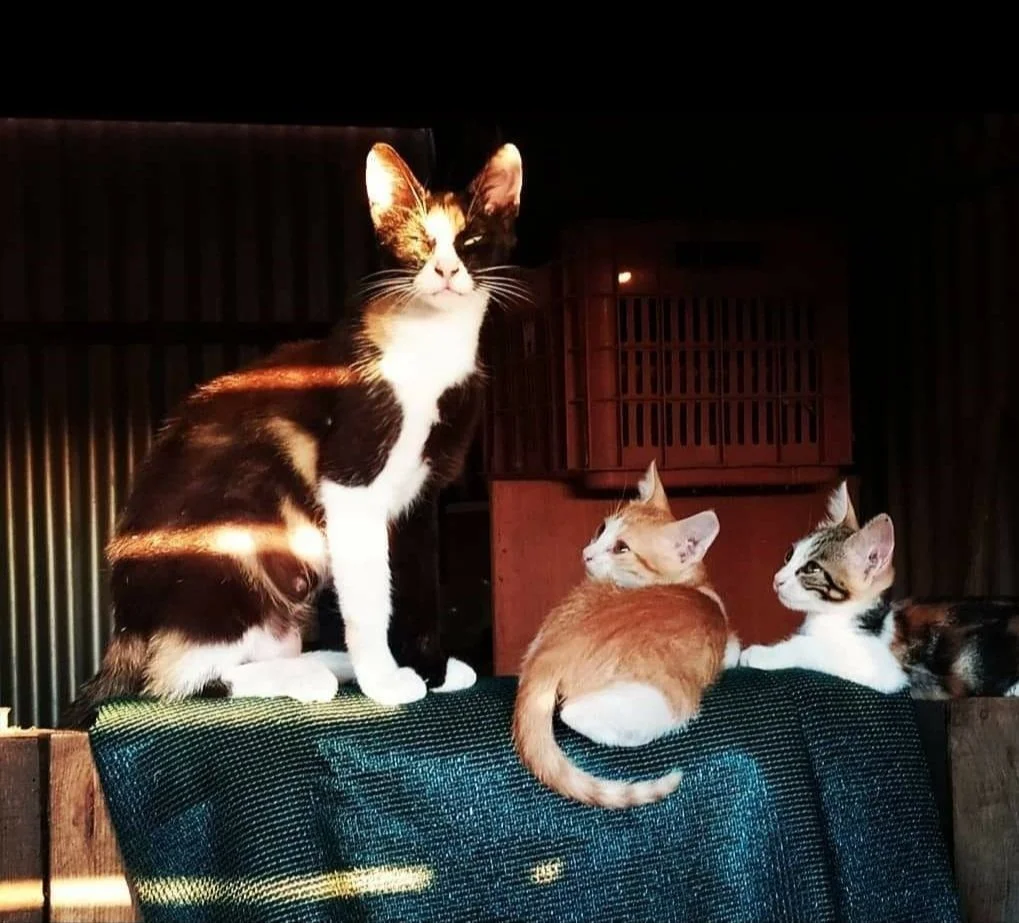Four cats sitting on a piece of furniture in a dimly lit room, with a dark background and some wooden and metal elements.