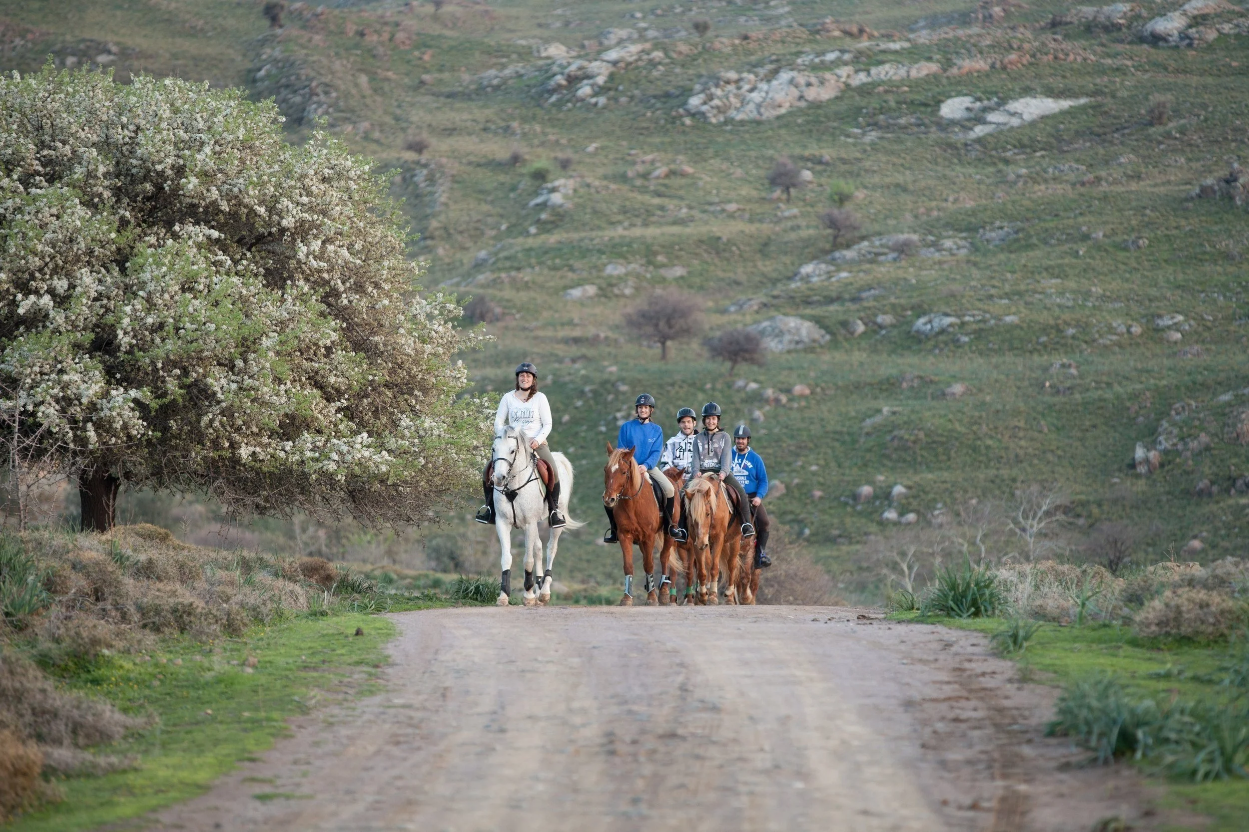 A group of five people riding horses along a path traversing a green, hilly landscape scattered with rocks and the occasional tree.