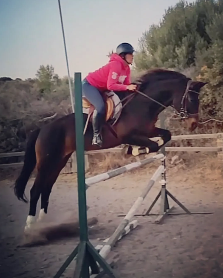 A person riding a horse as it jumps over a hurdle on an outdoor riding arena.