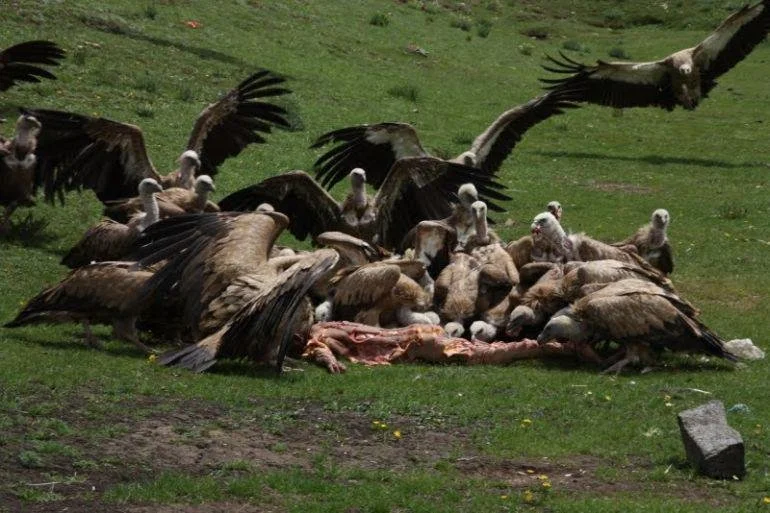 tibetan sky burial.jpg
