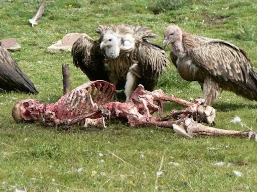 vultures devouring body.jpg