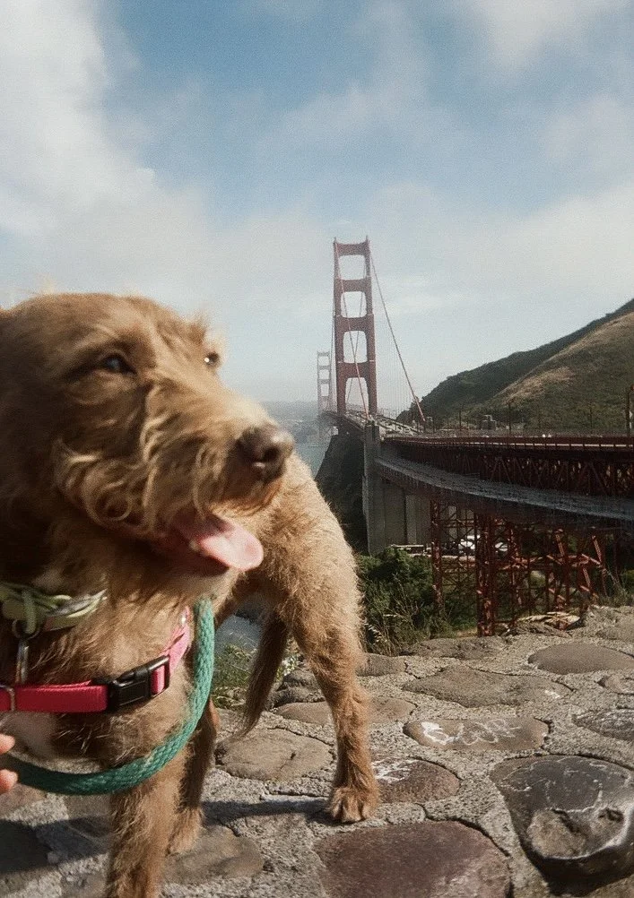 A dog standing on a stone pathway near the Golden Gate Bridge with a hilly landscape in the background.
