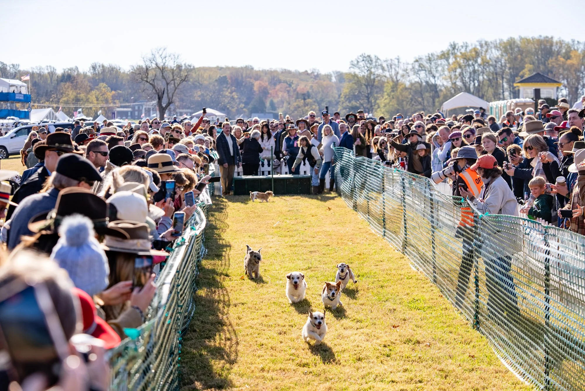 Small Dogs, Big Race Day at the Montpelier Hunt Races