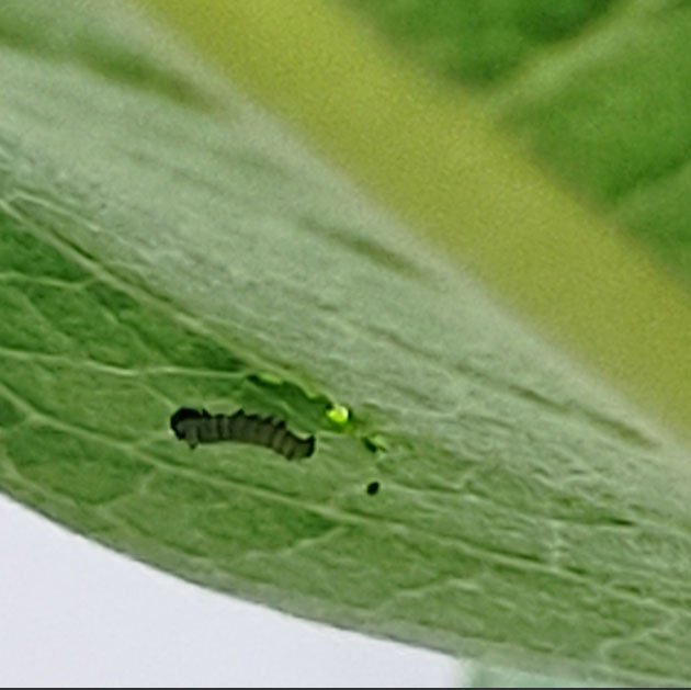 Monarch Caterpillar