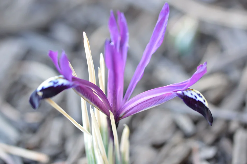 Iris reticulata