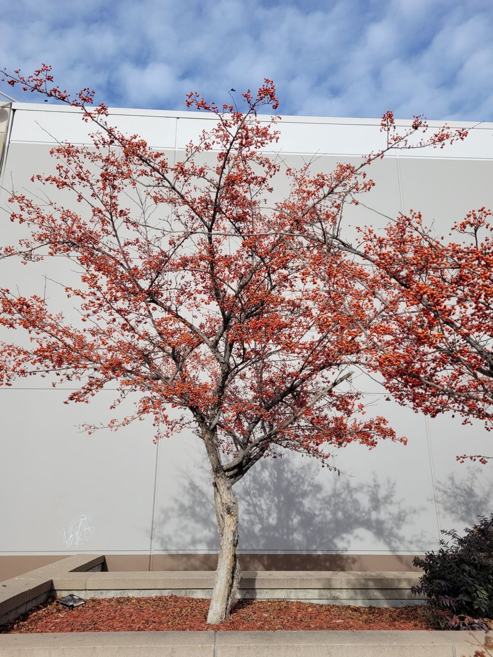 Tree with persistent fruit in parking lot.