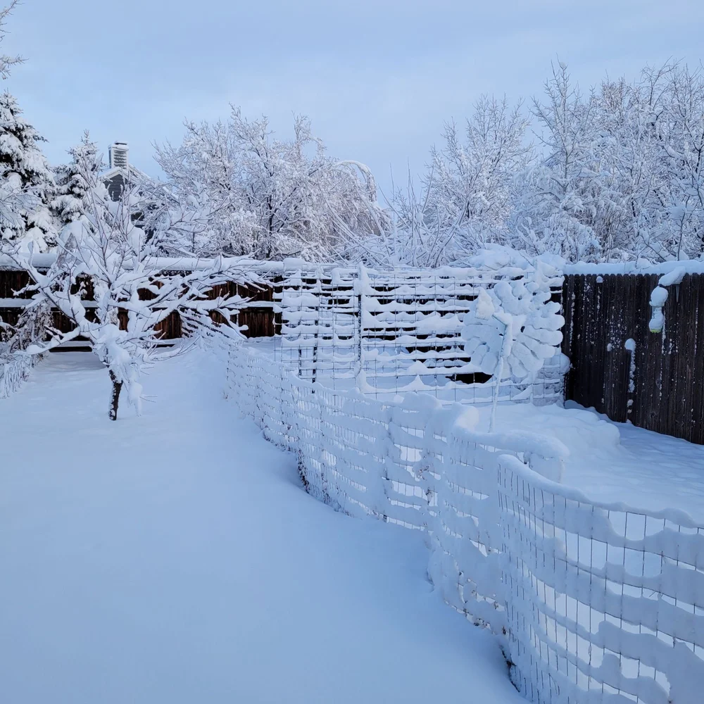 December 2022 Garden