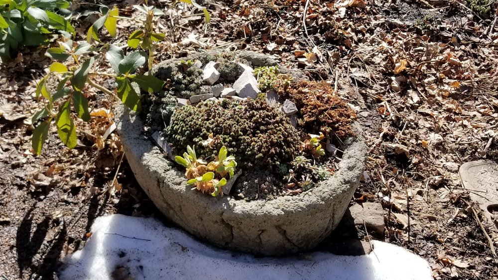 Hypertufa pot at Denver Botanic Garden