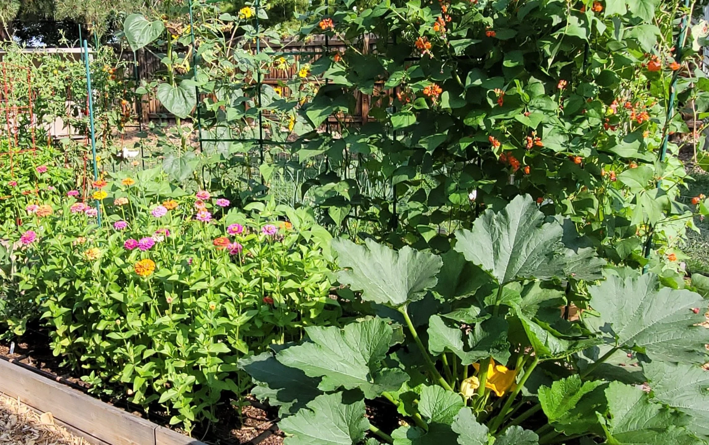 MY COLORADO GARDEN